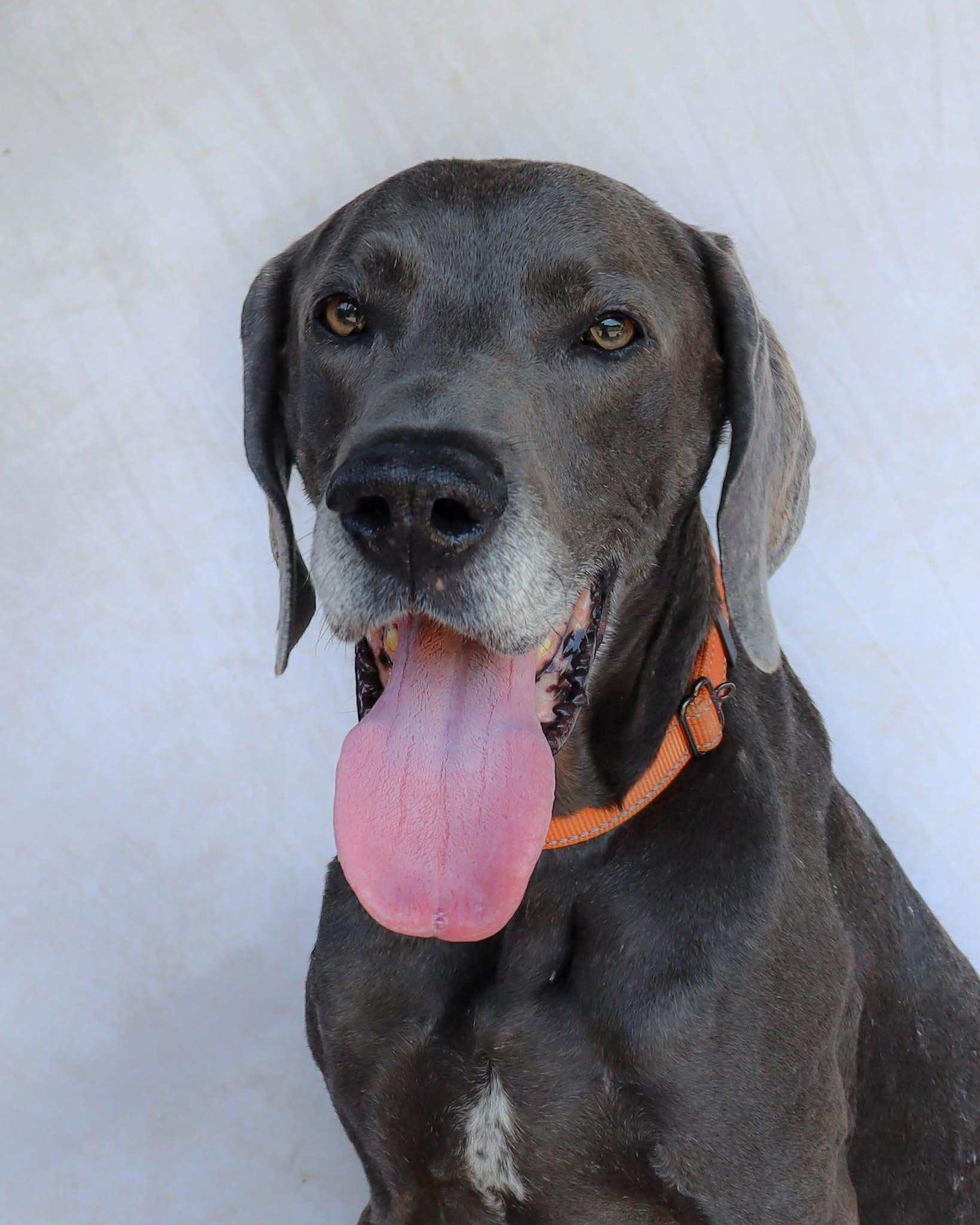 King, Adoptable, Senior Male Great Dane.