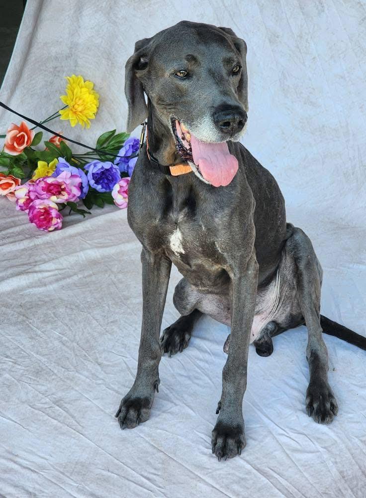King, an adopted Great Dane in Ocean Springs, MS image 6/6