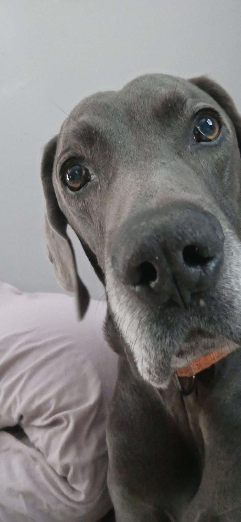 King, an adopted Great Dane in Ocean Springs, MS image 3/6