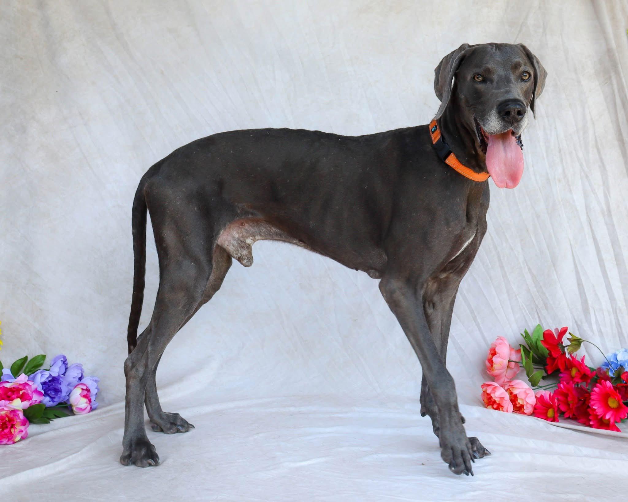 King, an adopted Great Dane in Ocean Springs, MS image 2/6