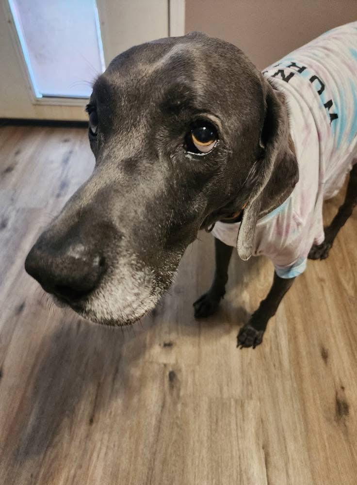 King, an adopted Great Dane in Ocean Springs, MS image 5/6