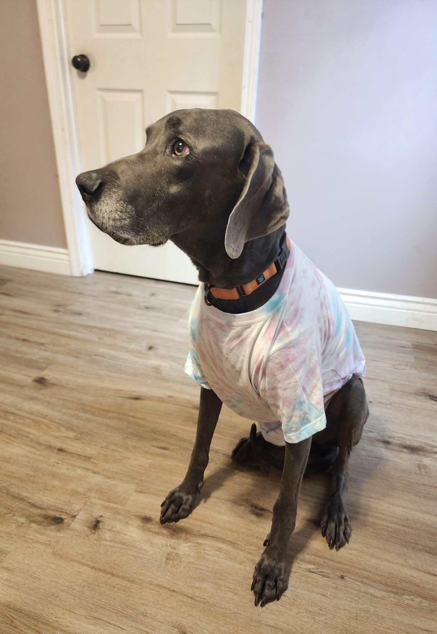 King, an adopted Great Dane in Ocean Springs, MS image 4/6