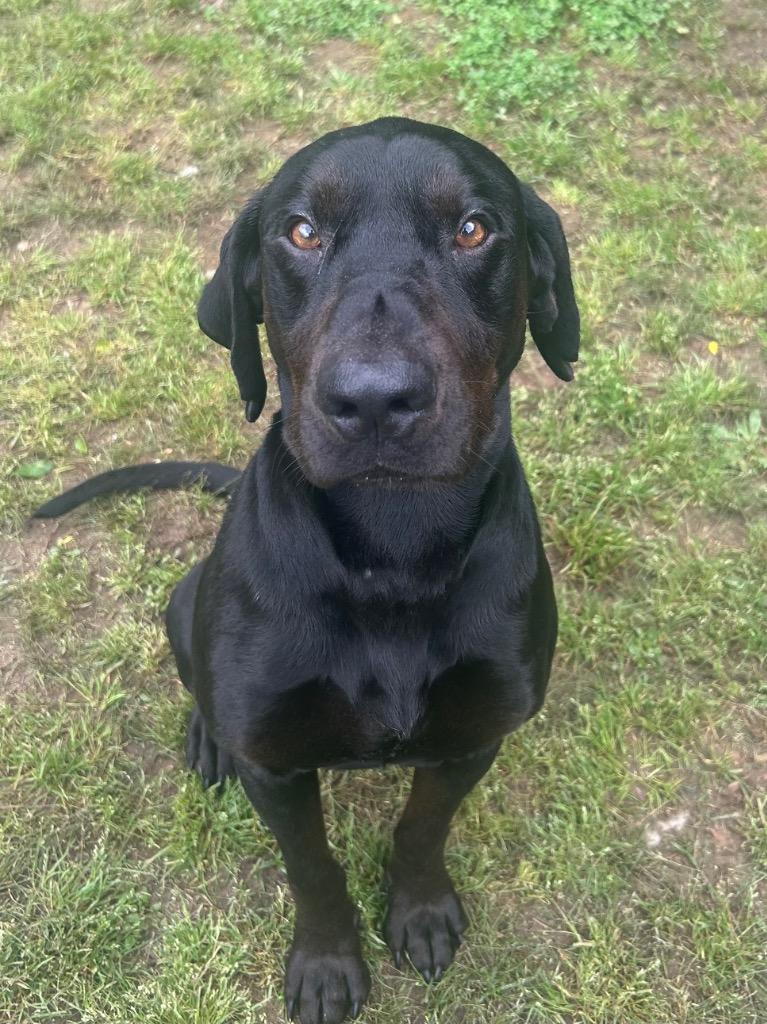 Megumi, Adoptable, Adult Male Hound.