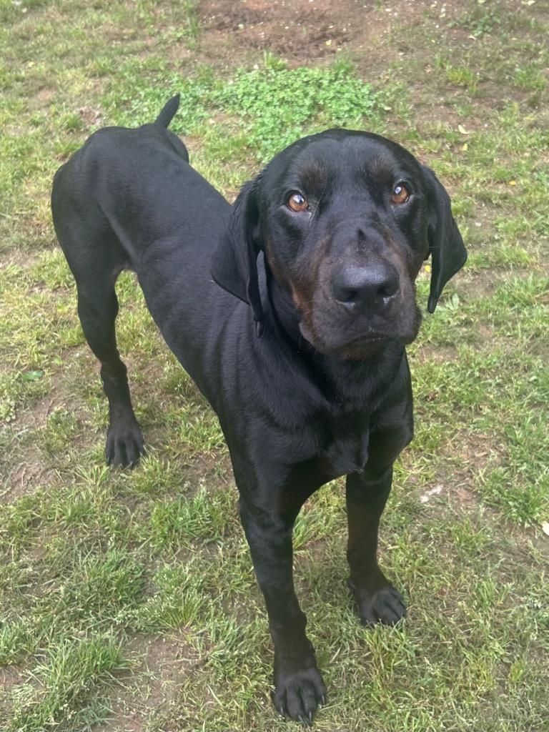 Enlarge Megumi, a Adoptable Hound in Benton, AR image 2/3