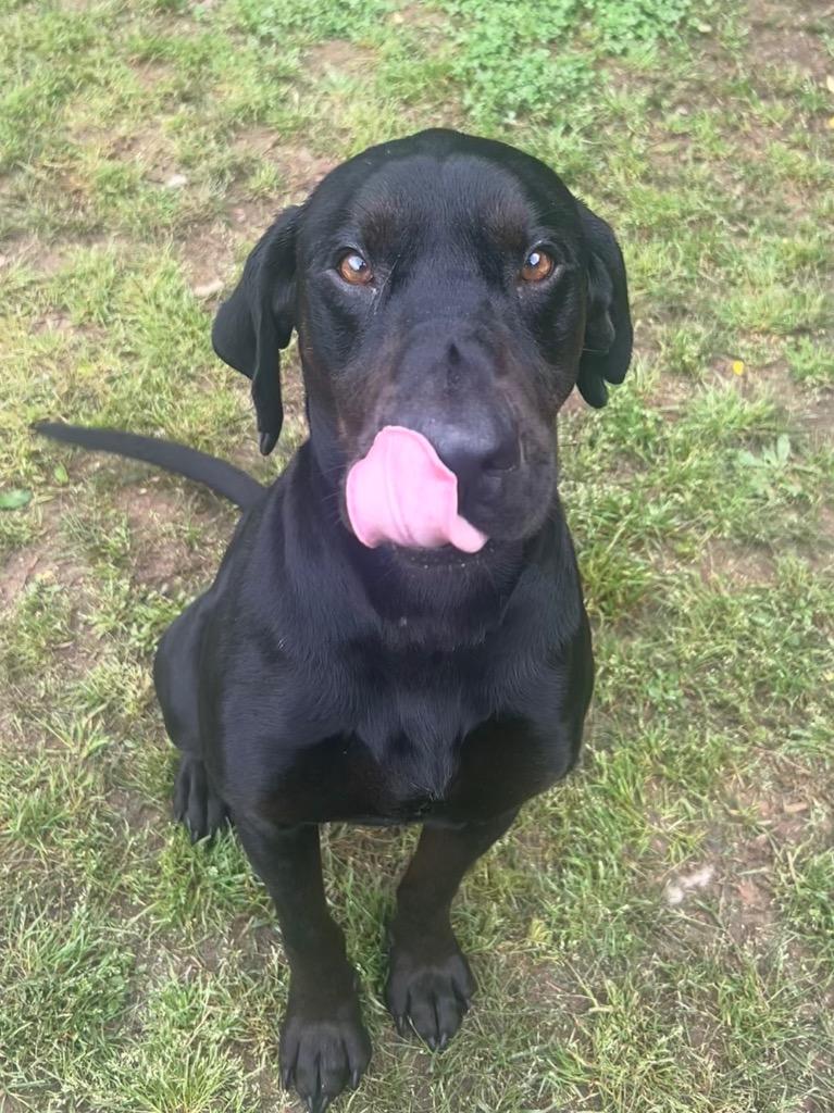 Enlarge Megumi, a Adoptable Hound in Benton, AR image 3/3