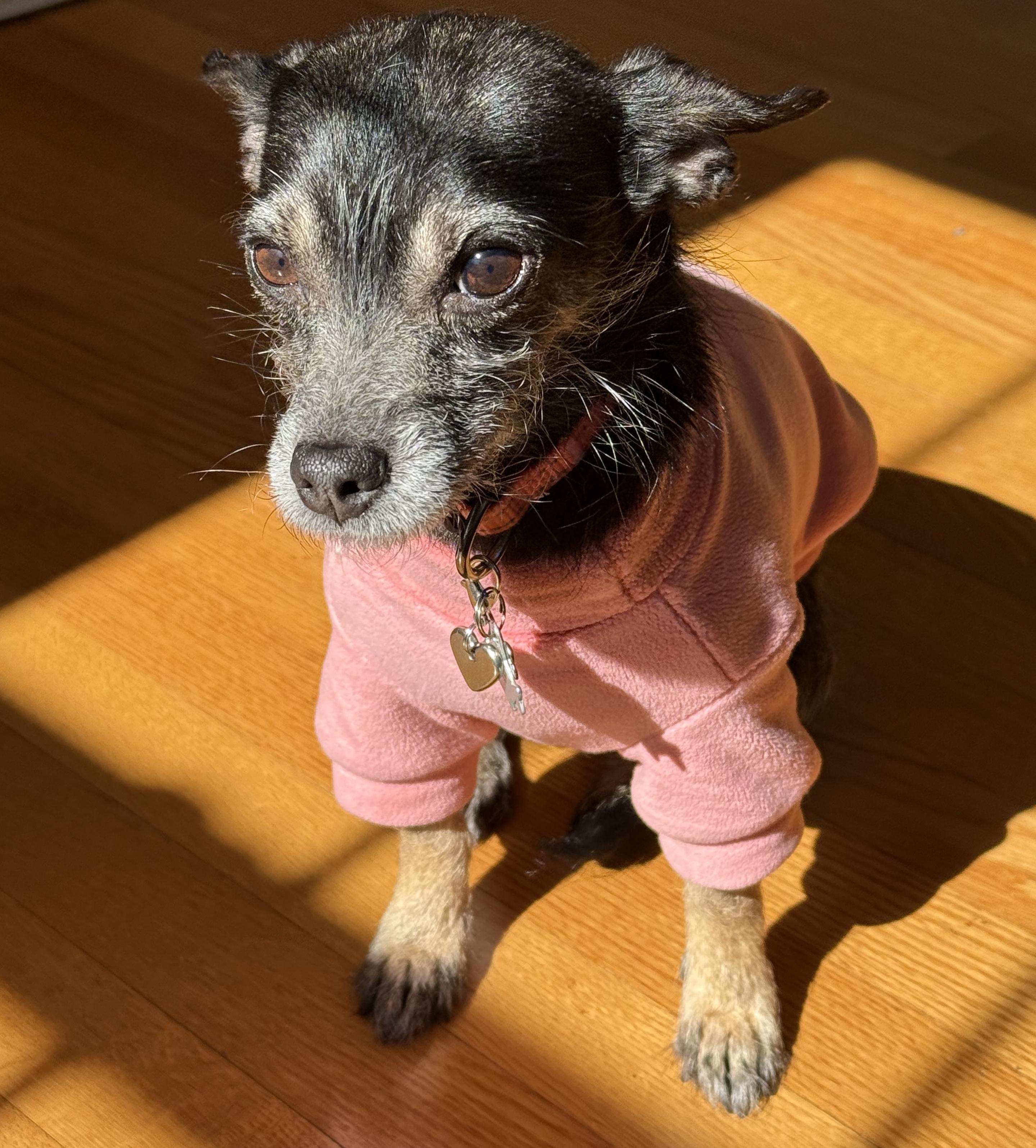 Enlarge Phoebe, an adopted mixed breed in Brooklyn, NY image 2/4