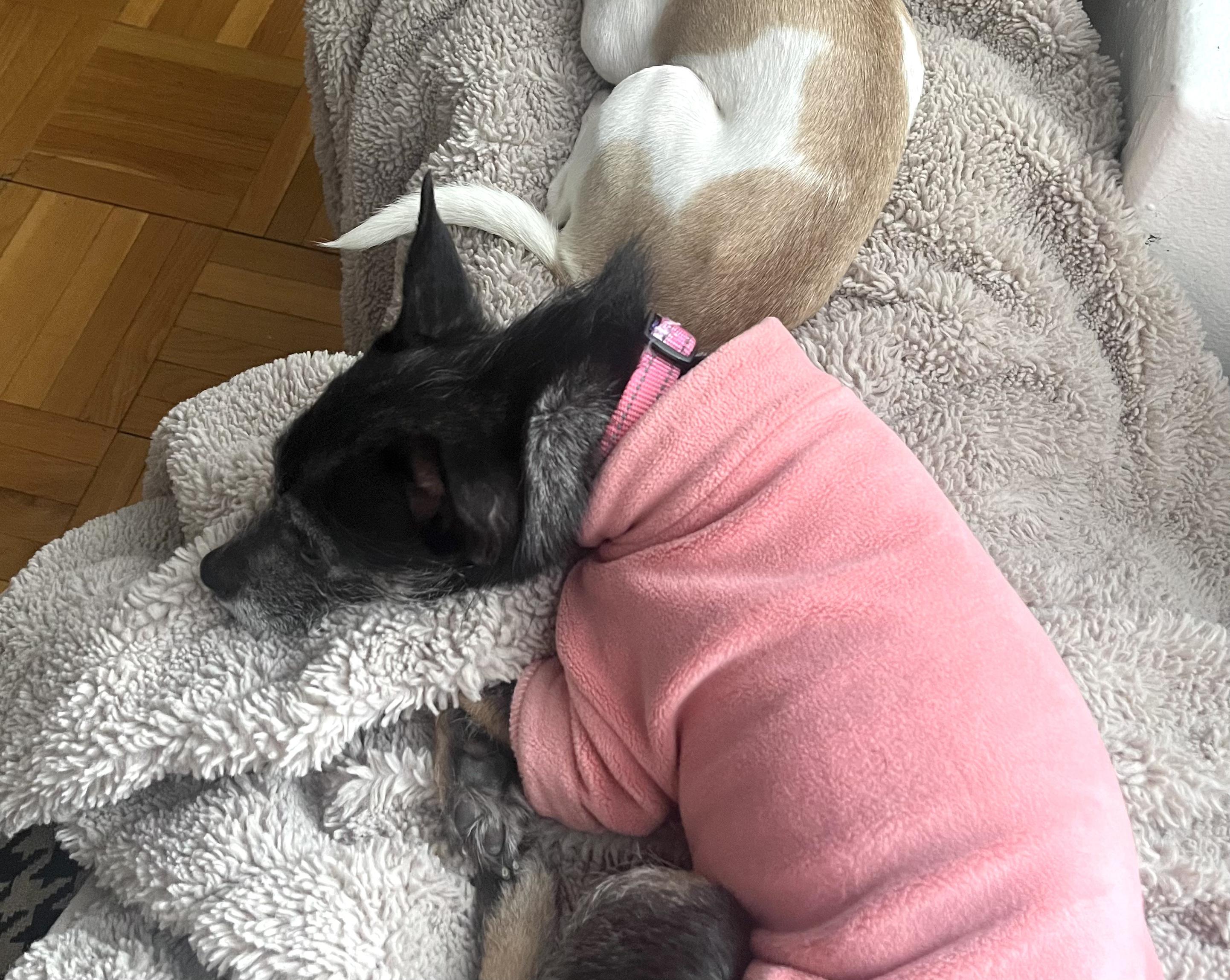 Enlarge Phoebe, an adopted mixed breed in Brooklyn, NY image 4/4