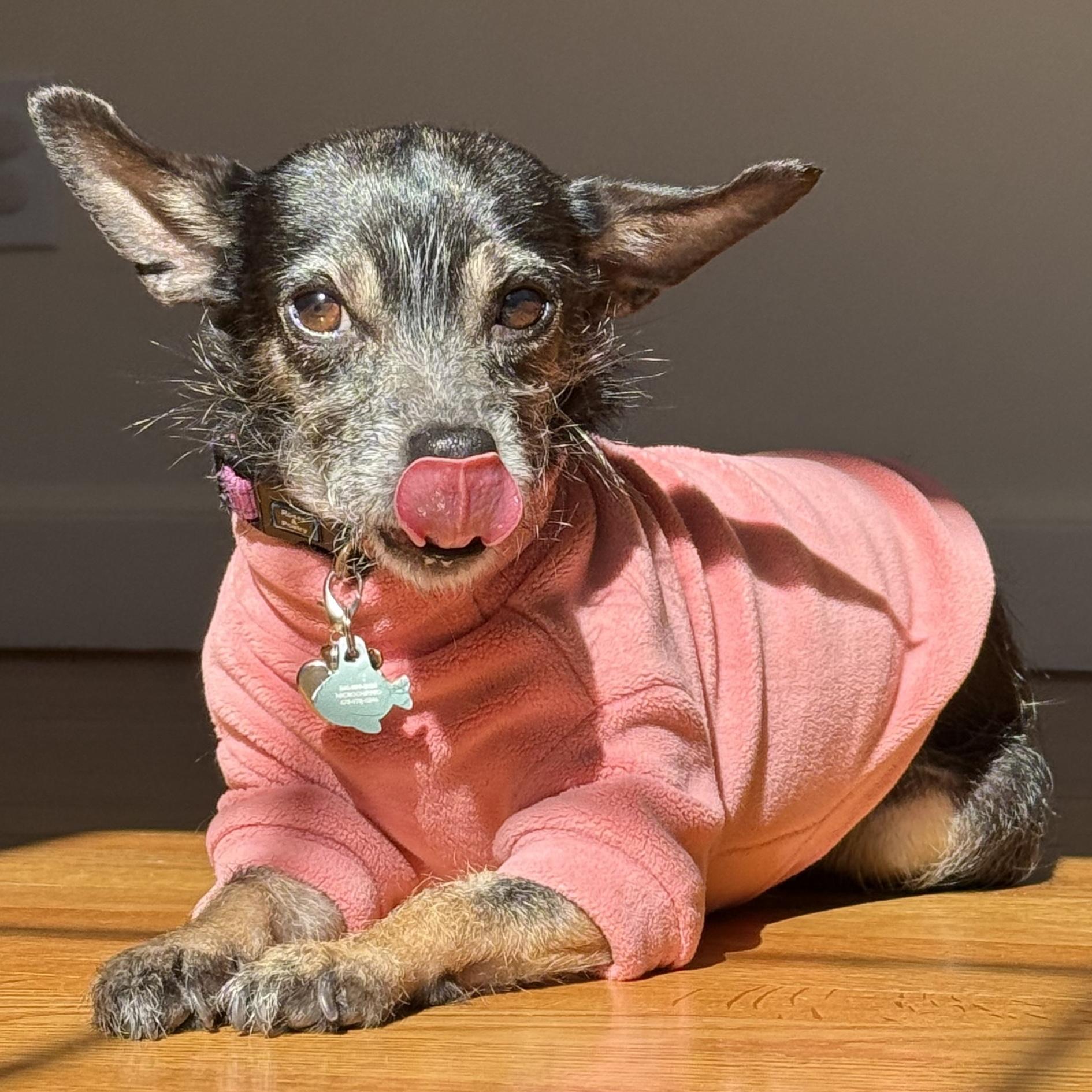 Enlarge Phoebe, an adopted mixed breed in Brooklyn, NY image 1/4