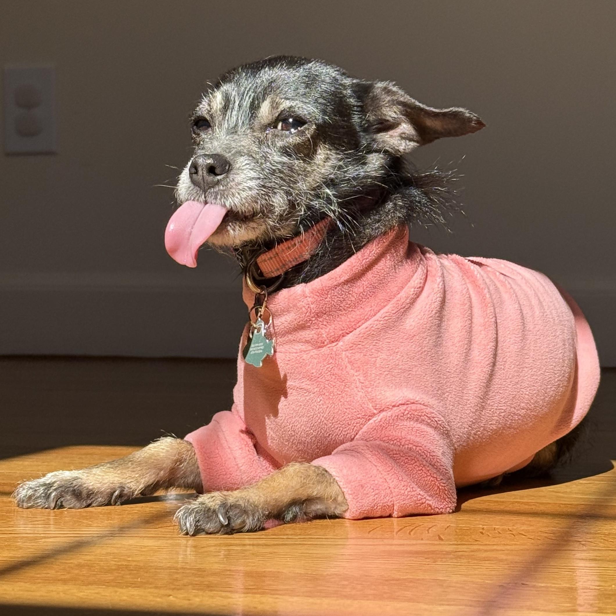 Enlarge Phoebe, an adopted mixed breed in Brooklyn, NY image 3/4