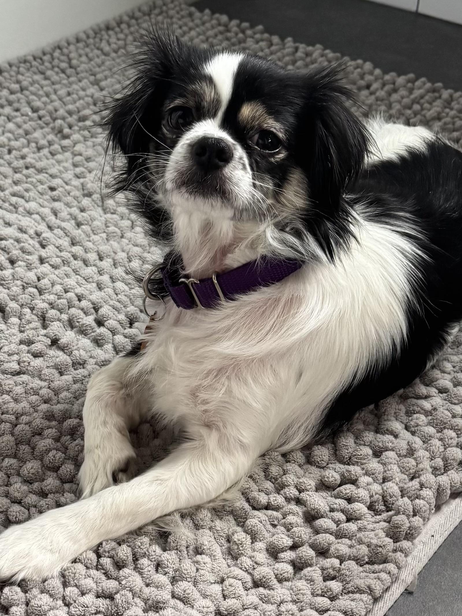 Greta, a ADOPTABLE Japanese Chin in Silvana, WA image 2/5
