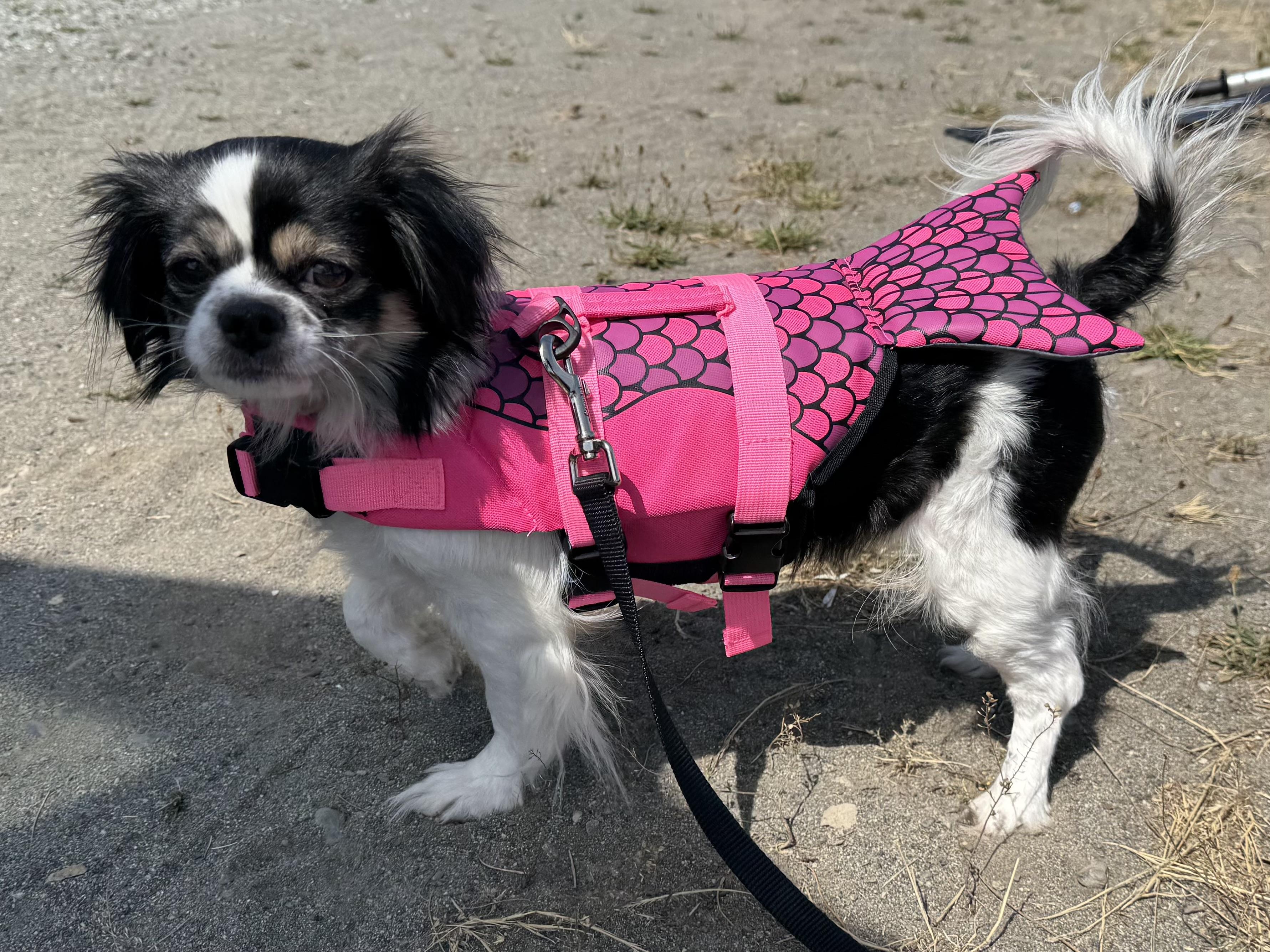 Greta, a ADOPTABLE Japanese Chin in Silvana, WA image 4/5