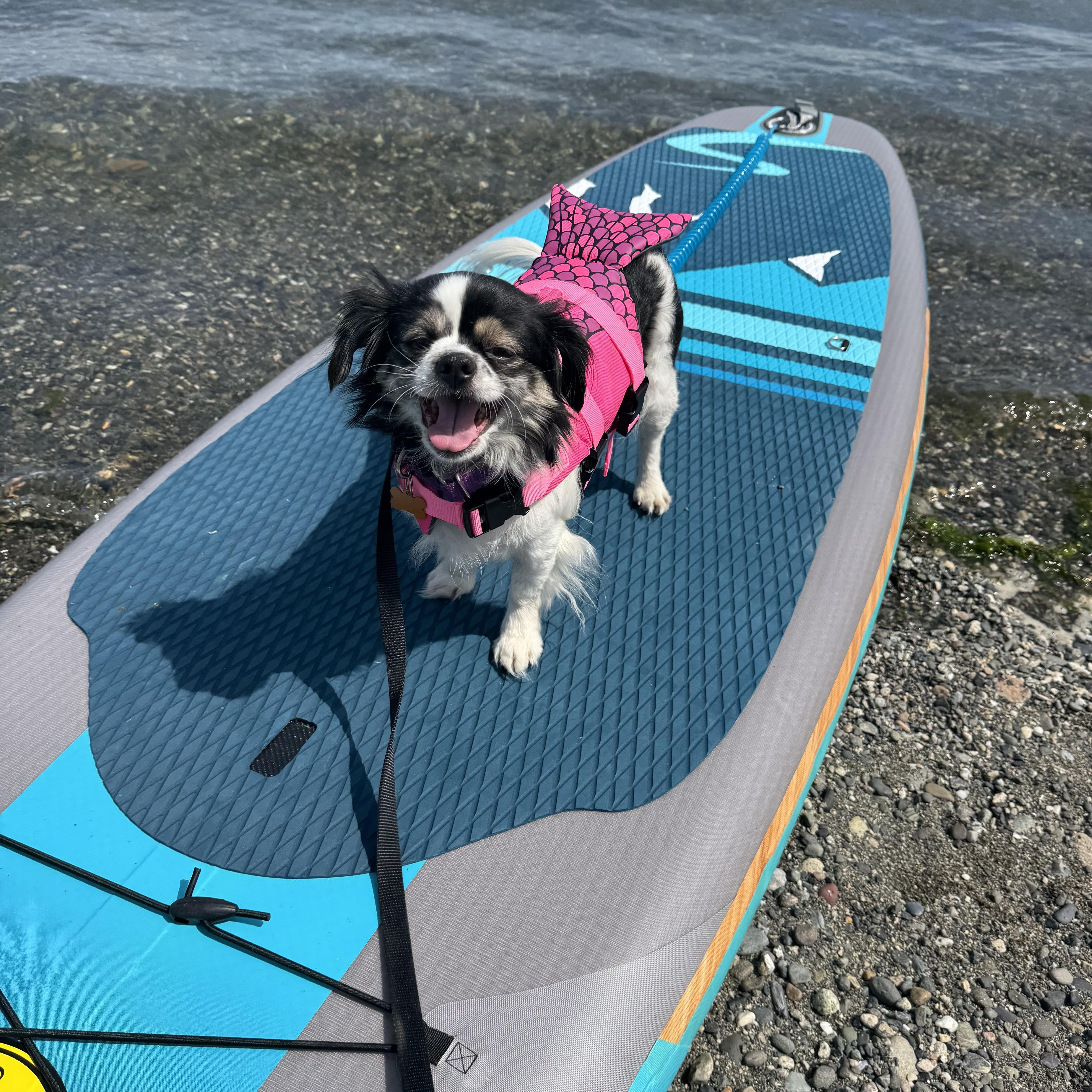 Greta, adopted, Senior Female Japanese Chin.