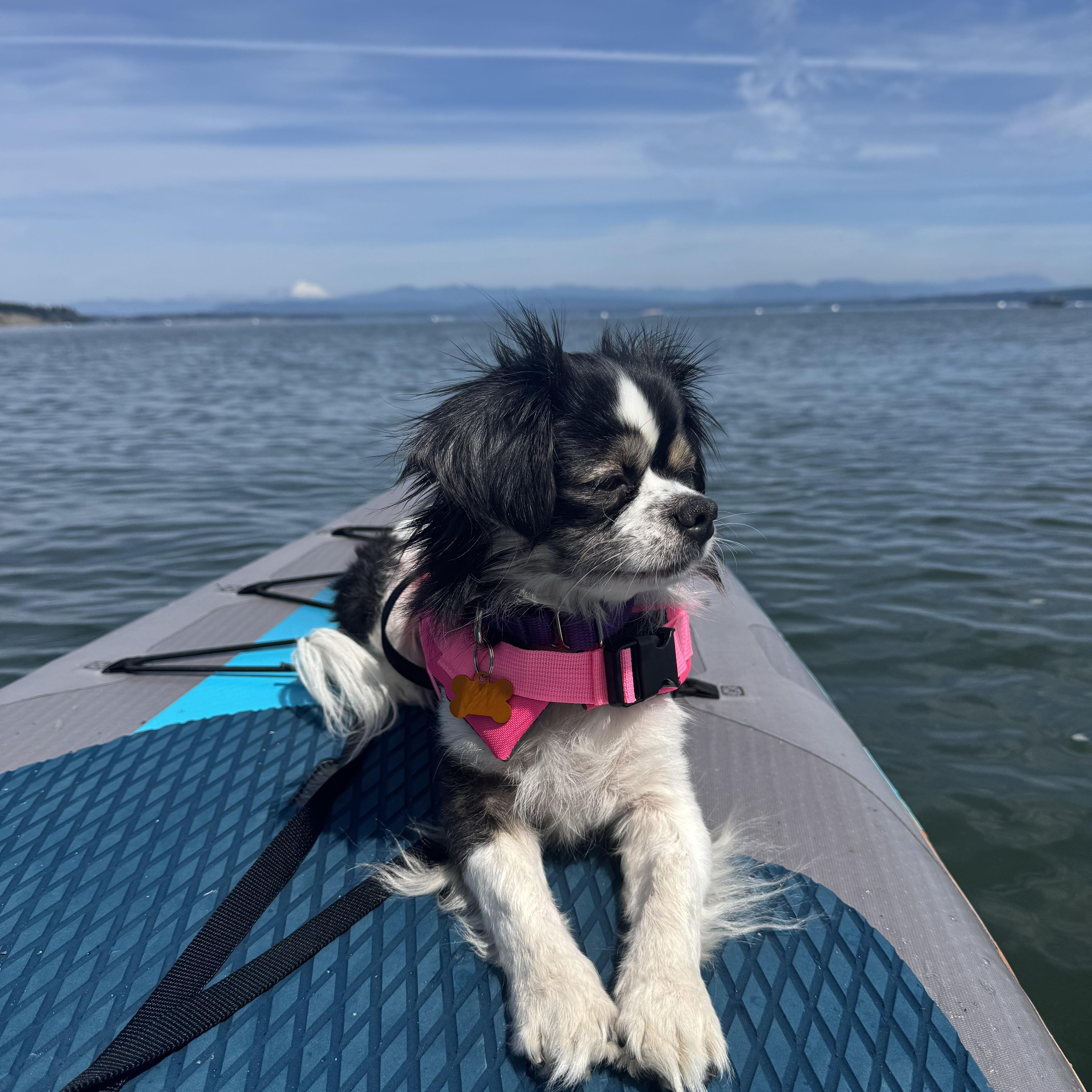 Greta, a ADOPTABLE Japanese Chin in Silvana, WA image 3/5