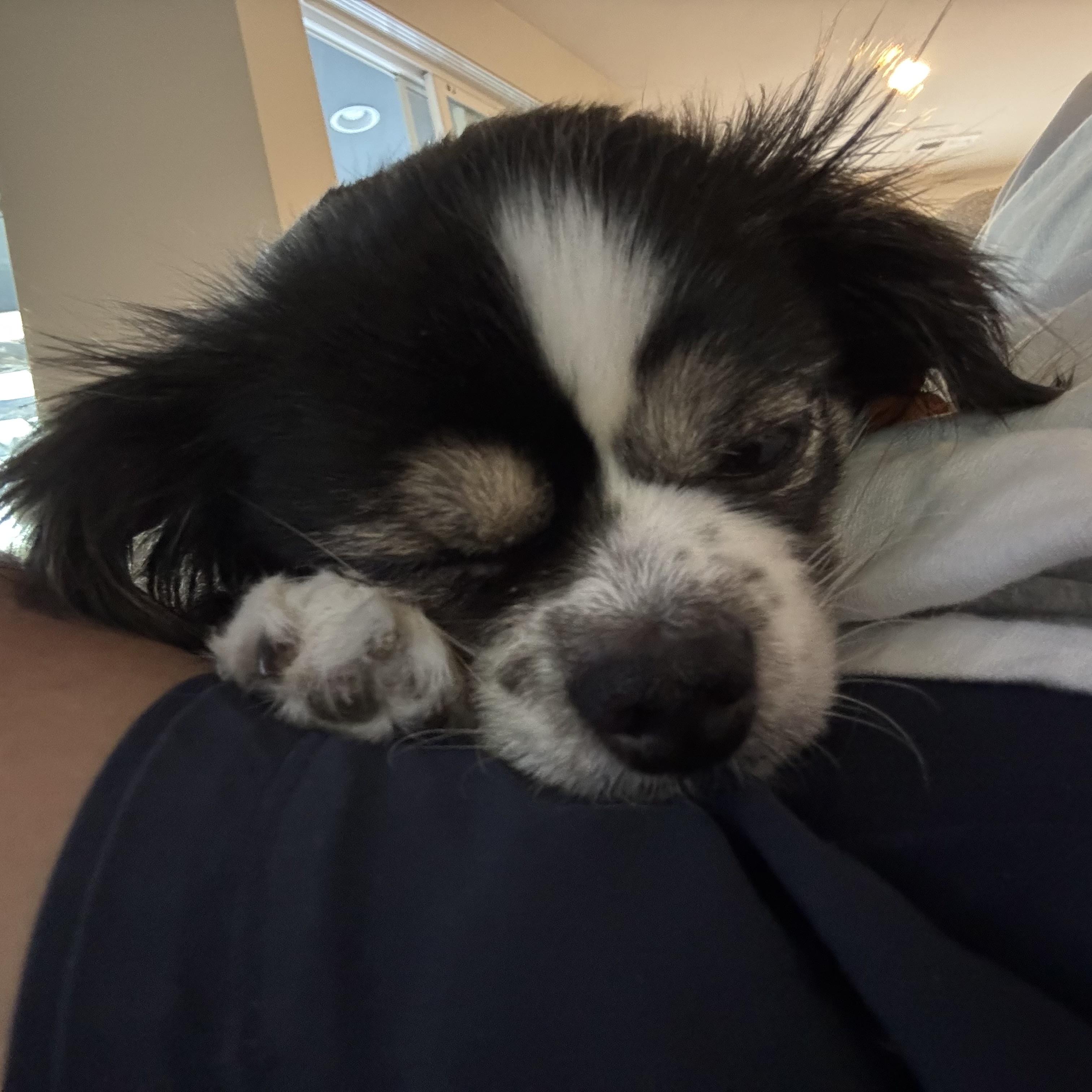 Greta, a ADOPTABLE Japanese Chin in Silvana, WA image 5/5