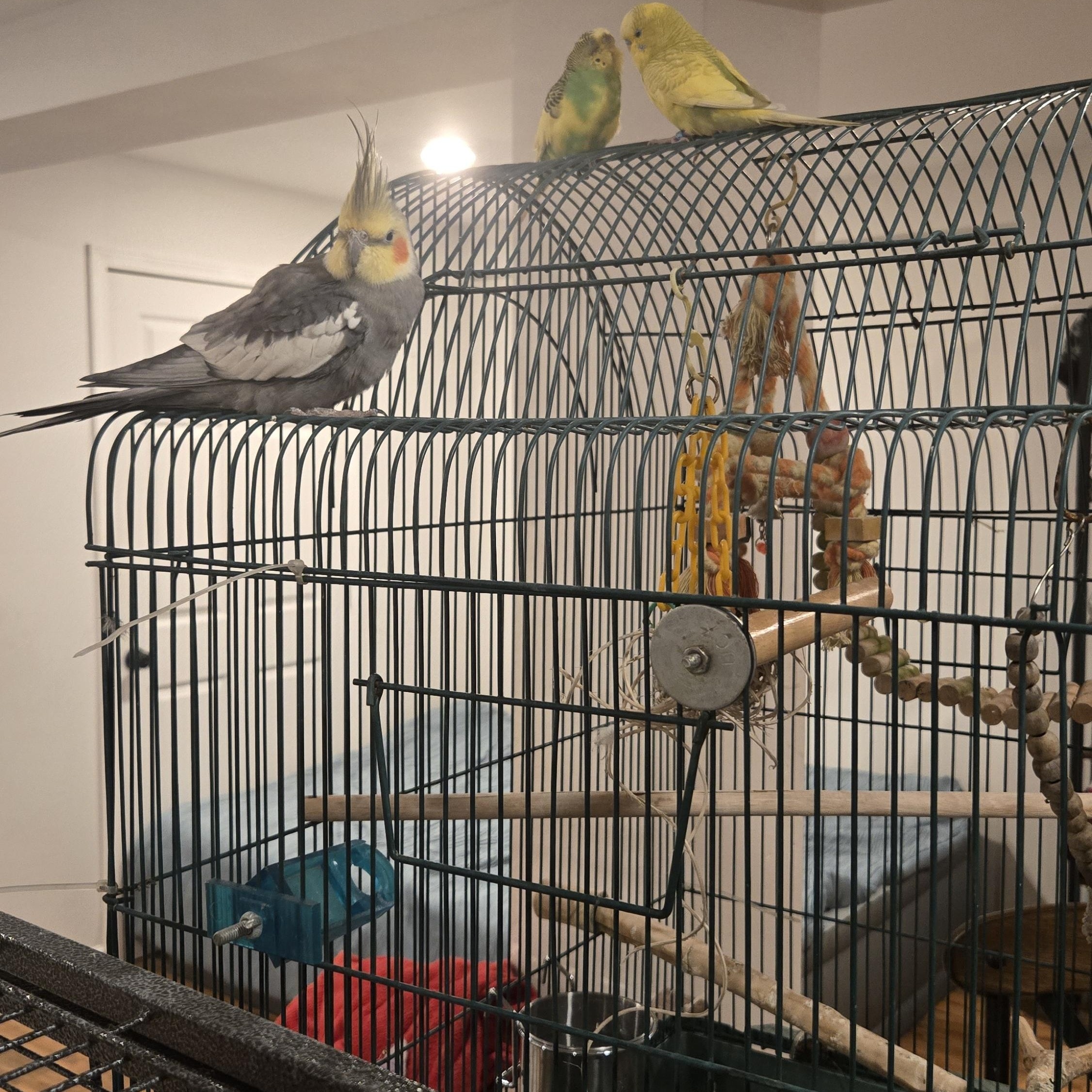 Enlarge Lemondrop Jr and Pickles (Fairbanks), a Adoptable Parakeet (Other) in Anchorage, AK image 1/3
