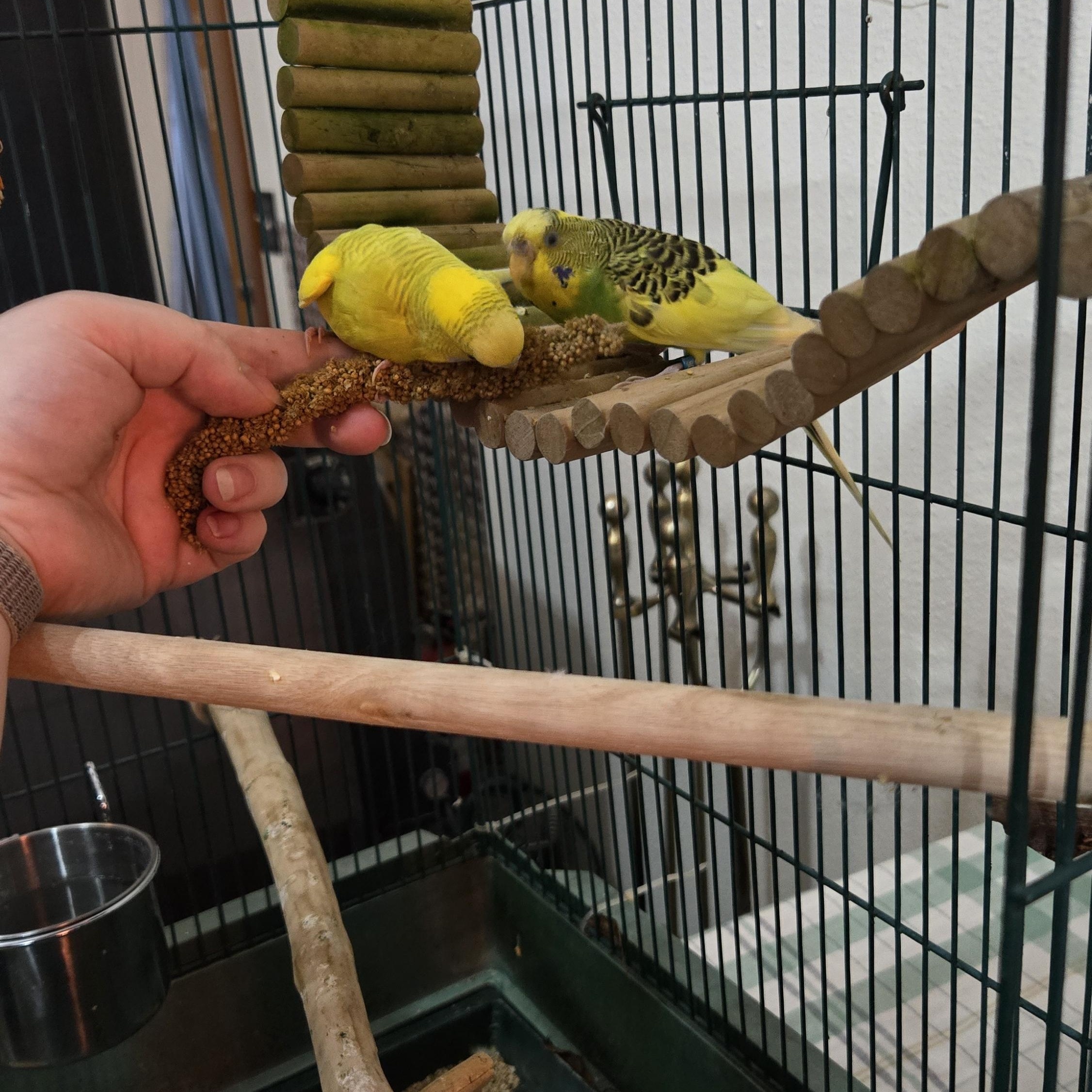 Enlarge Lemondrop Jr and Pickles (Fairbanks), a Adoptable Parakeet (Other) in Anchorage, AK image 2/3