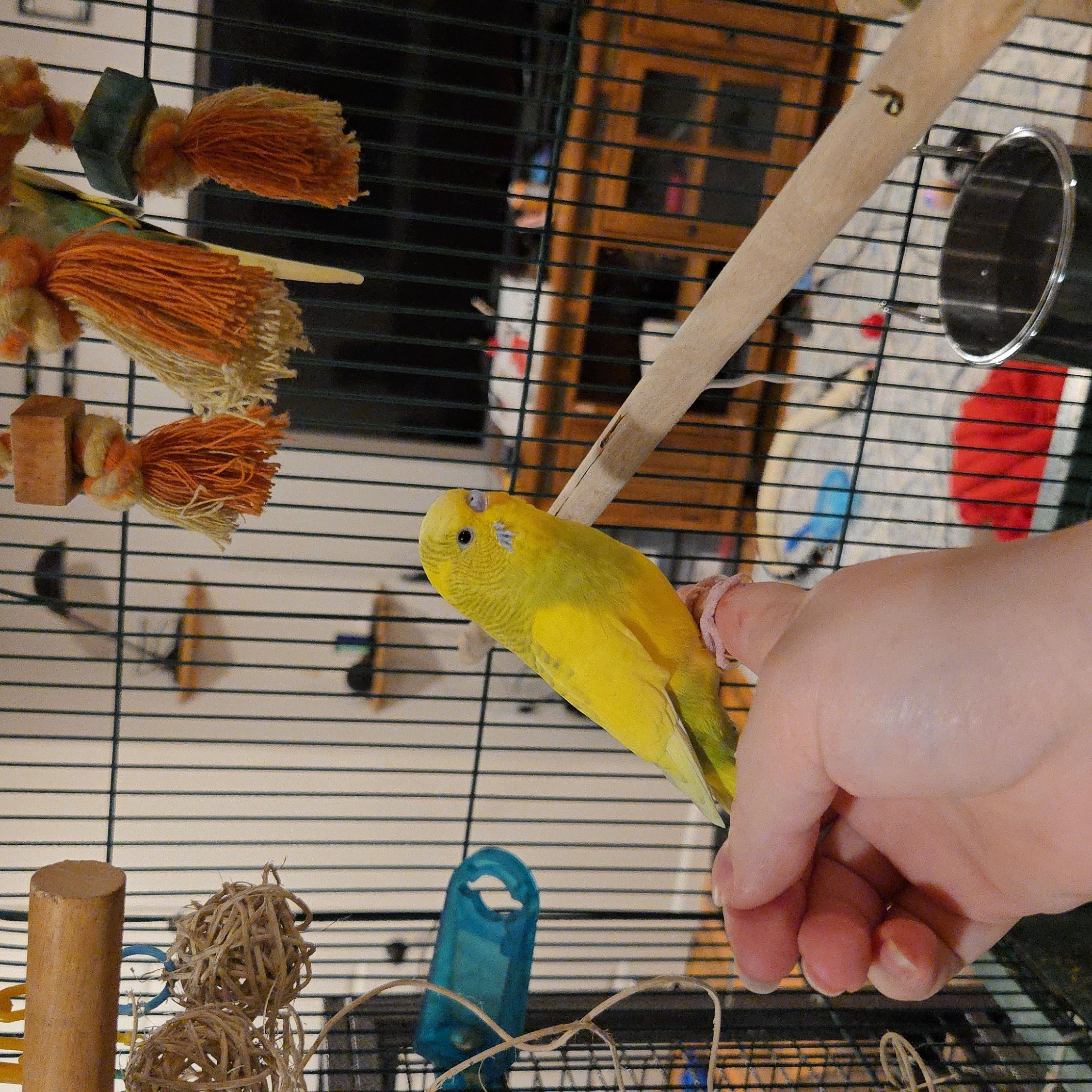 Enlarge Lemondrop Jr and Pickles (Fairbanks), a Adoptable Parakeet (Other) in Anchorage, AK image 3/3