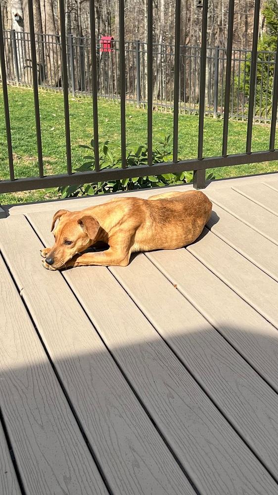 Enlarge Daisy.........Fee Sponsorship, a Adoptable mixed breed in Cookeville, TN image 4/5