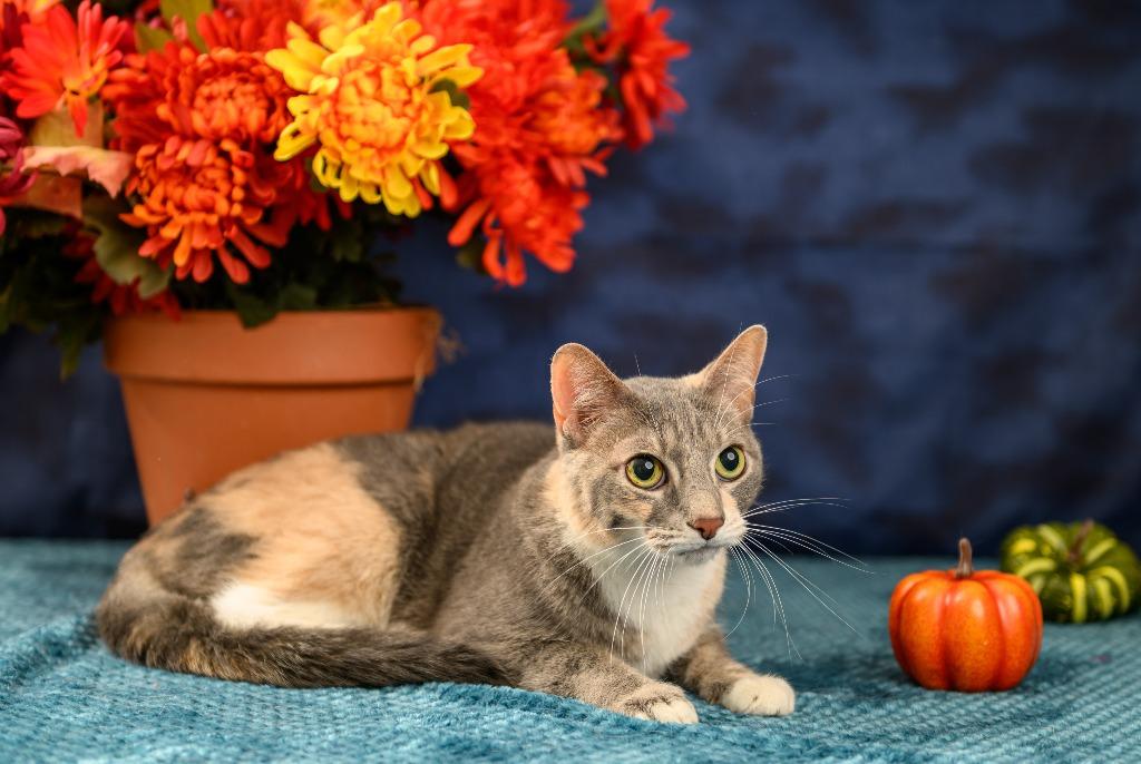 Enlarge Daisy, a Adoptable mixed breed in Roanoke, TX image 1/3