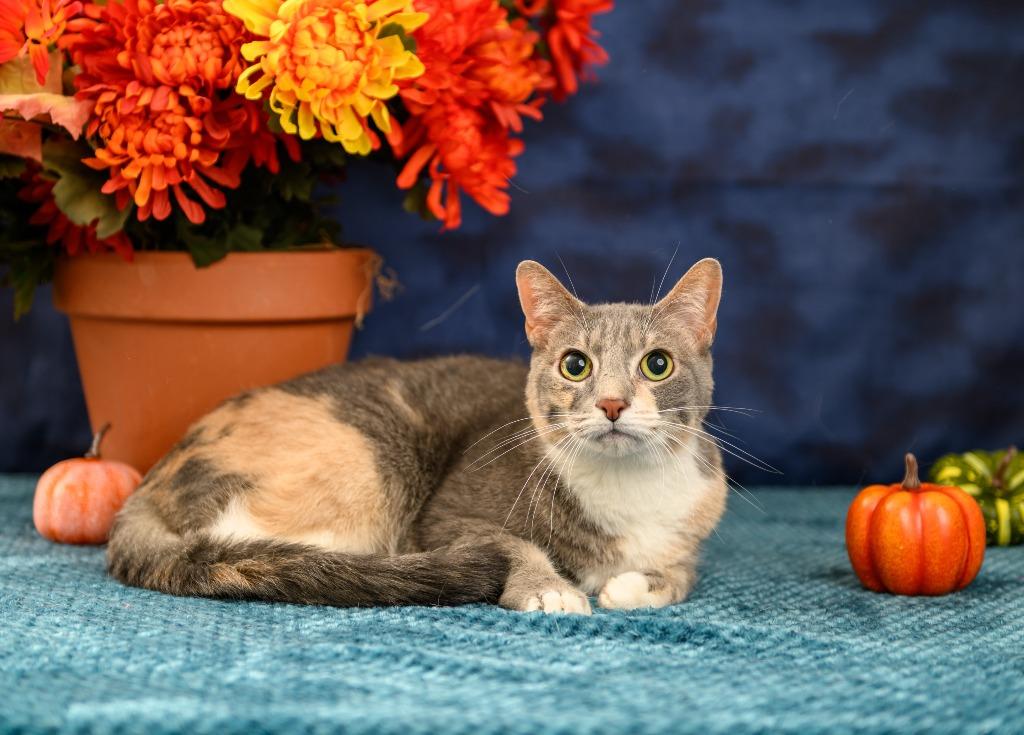 Enlarge Daisy, a Adoptable mixed breed in Roanoke, TX image 2/3