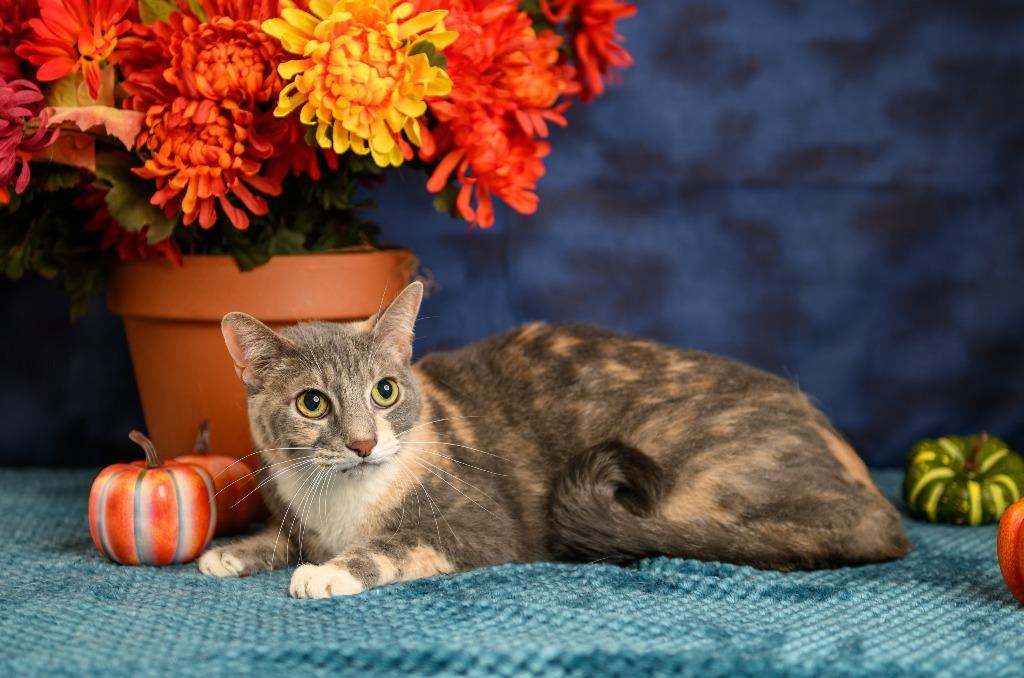 Enlarge Daisy, a Adoptable mixed breed in Roanoke, TX image 3/3