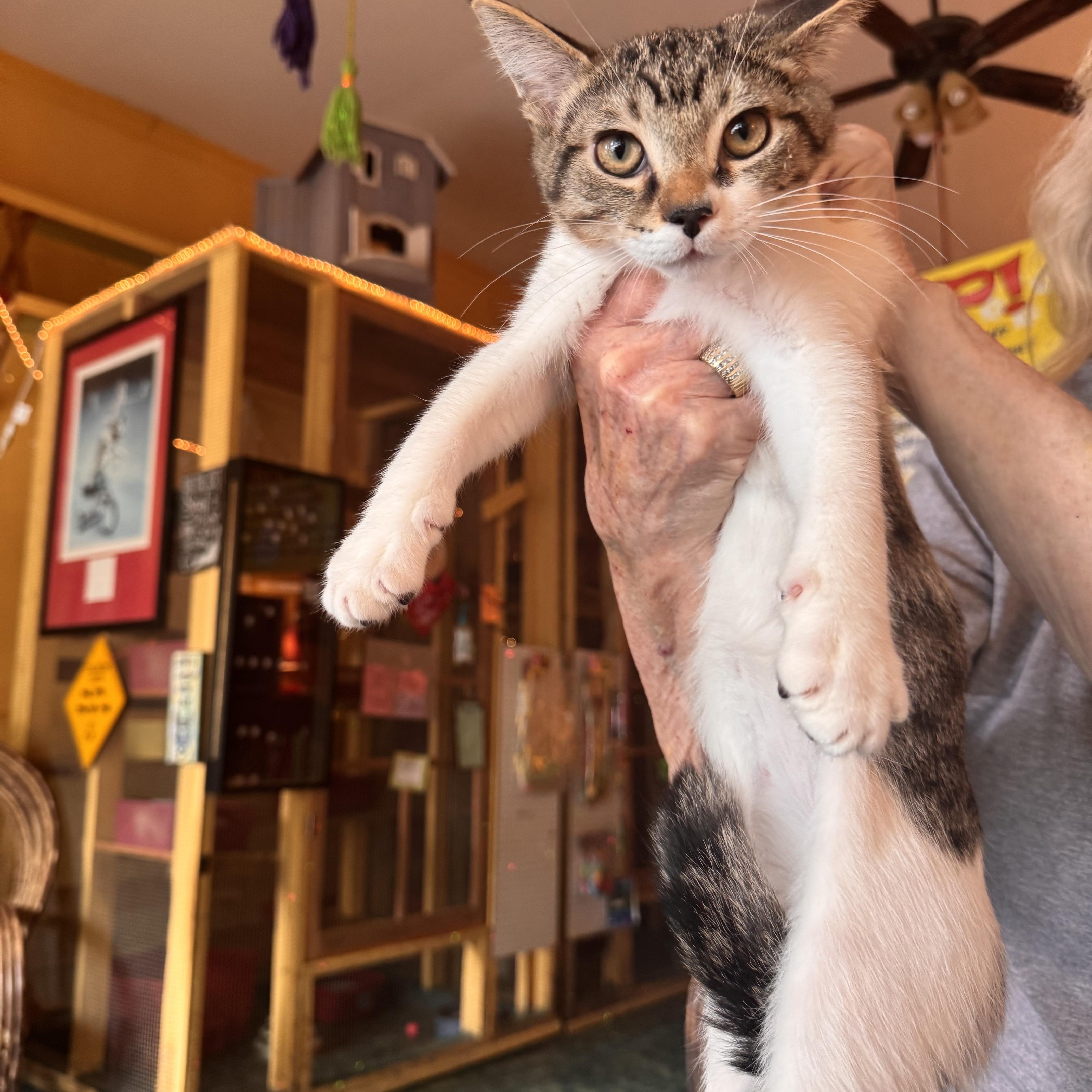 Skye, an adopted Tabby in Memphis, TN image 1/4