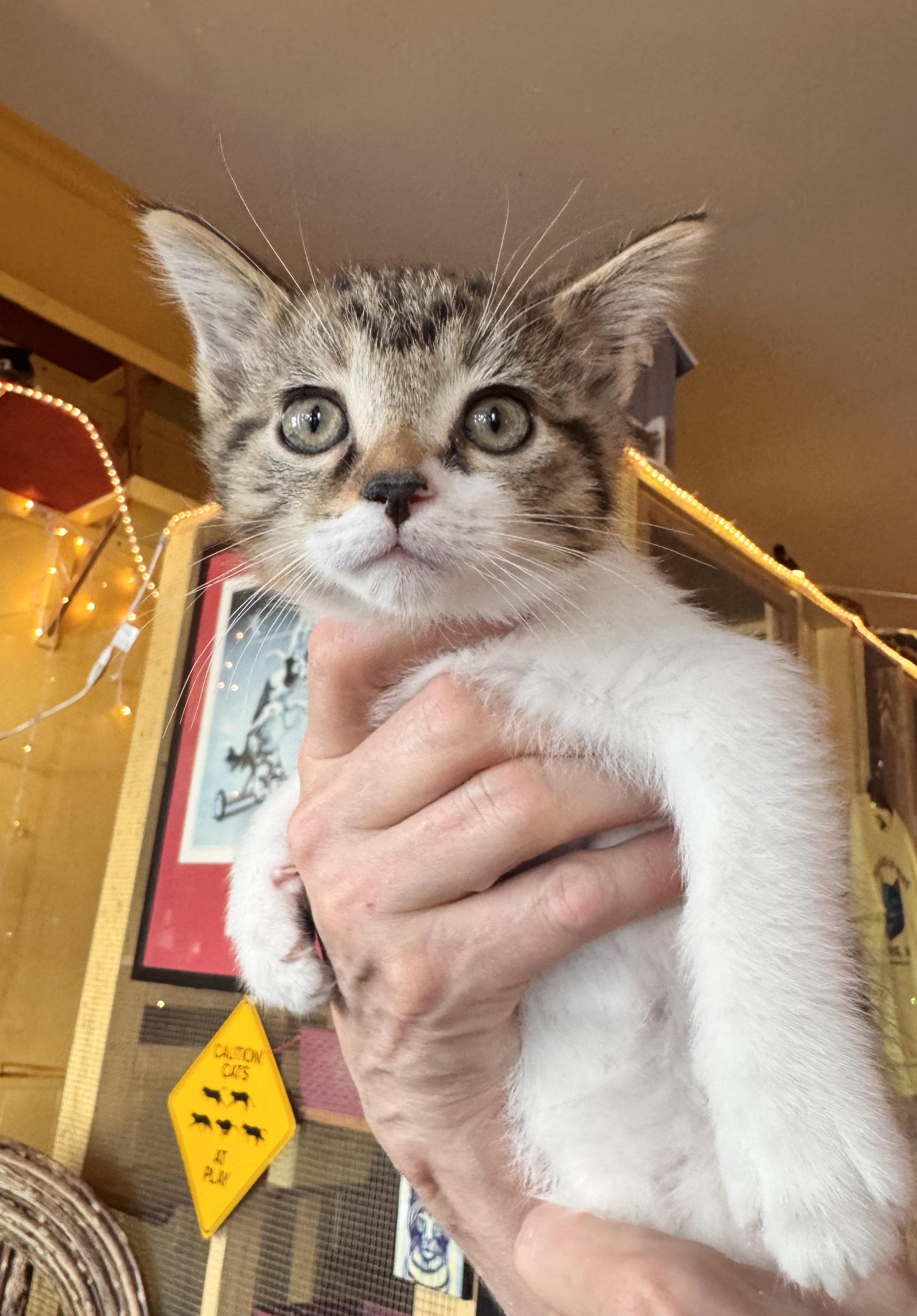 Skye, an adopted Tabby in Memphis, TN image 2/4