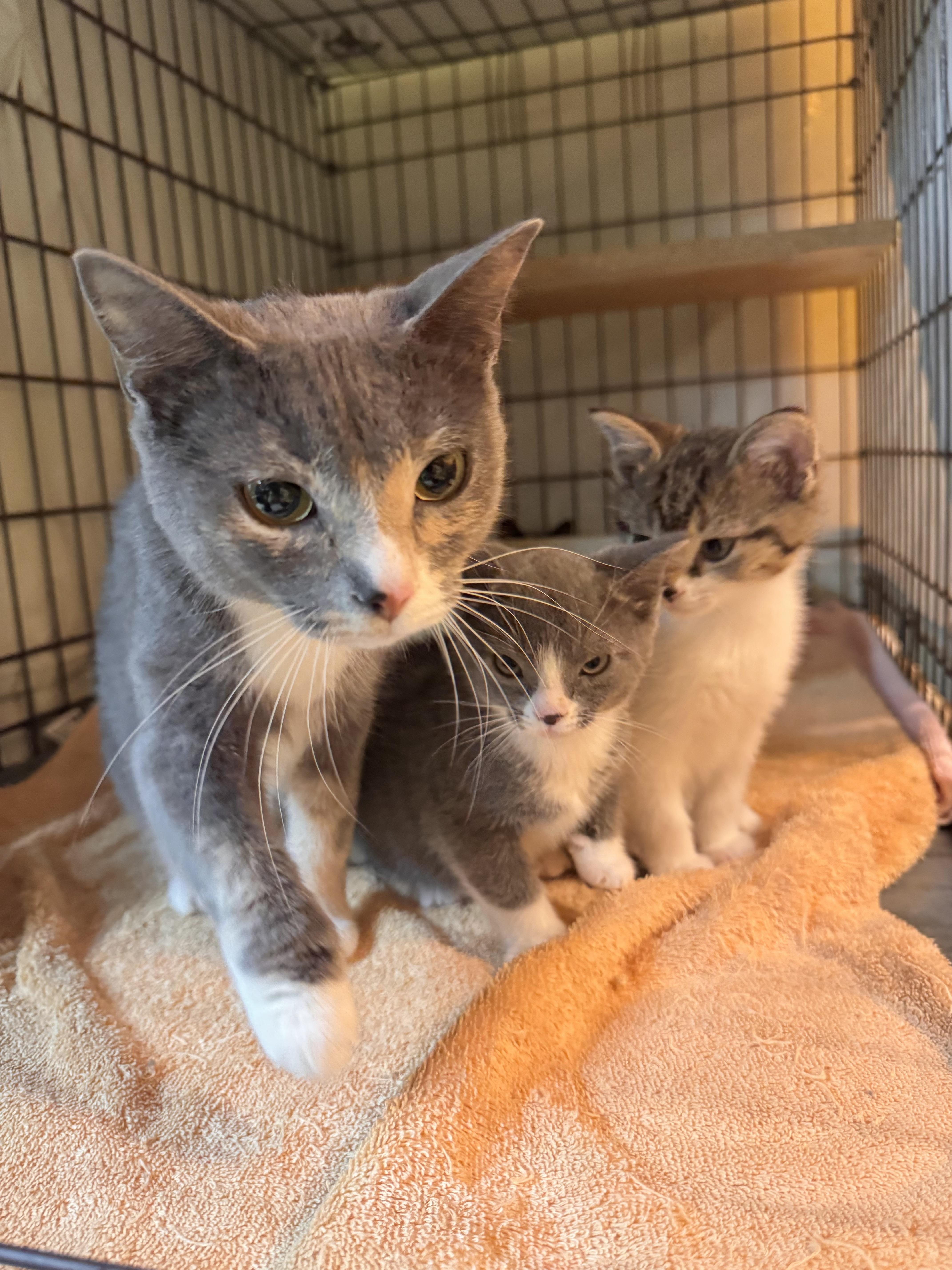 Skye, an adopted Tabby in Memphis, TN image 4/4