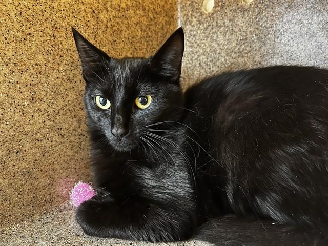 GHOST PEPPER, Adoptable, Young Female Domestic Short Hair.