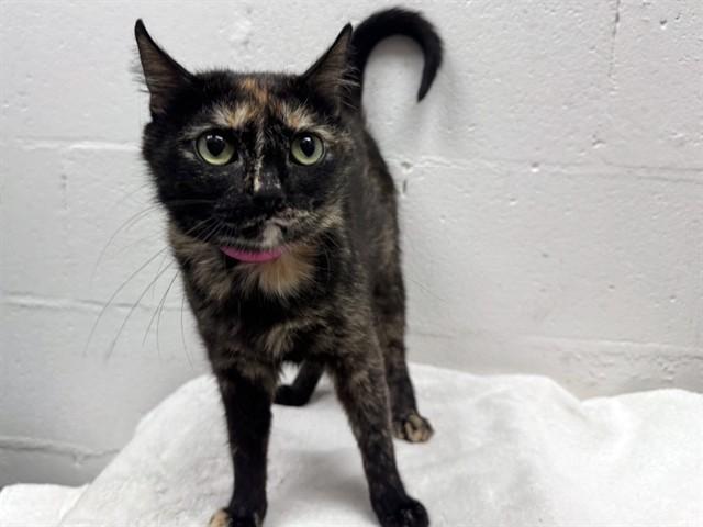 SCRAPPY, Adoptable, Young Female Domestic Short Hair.