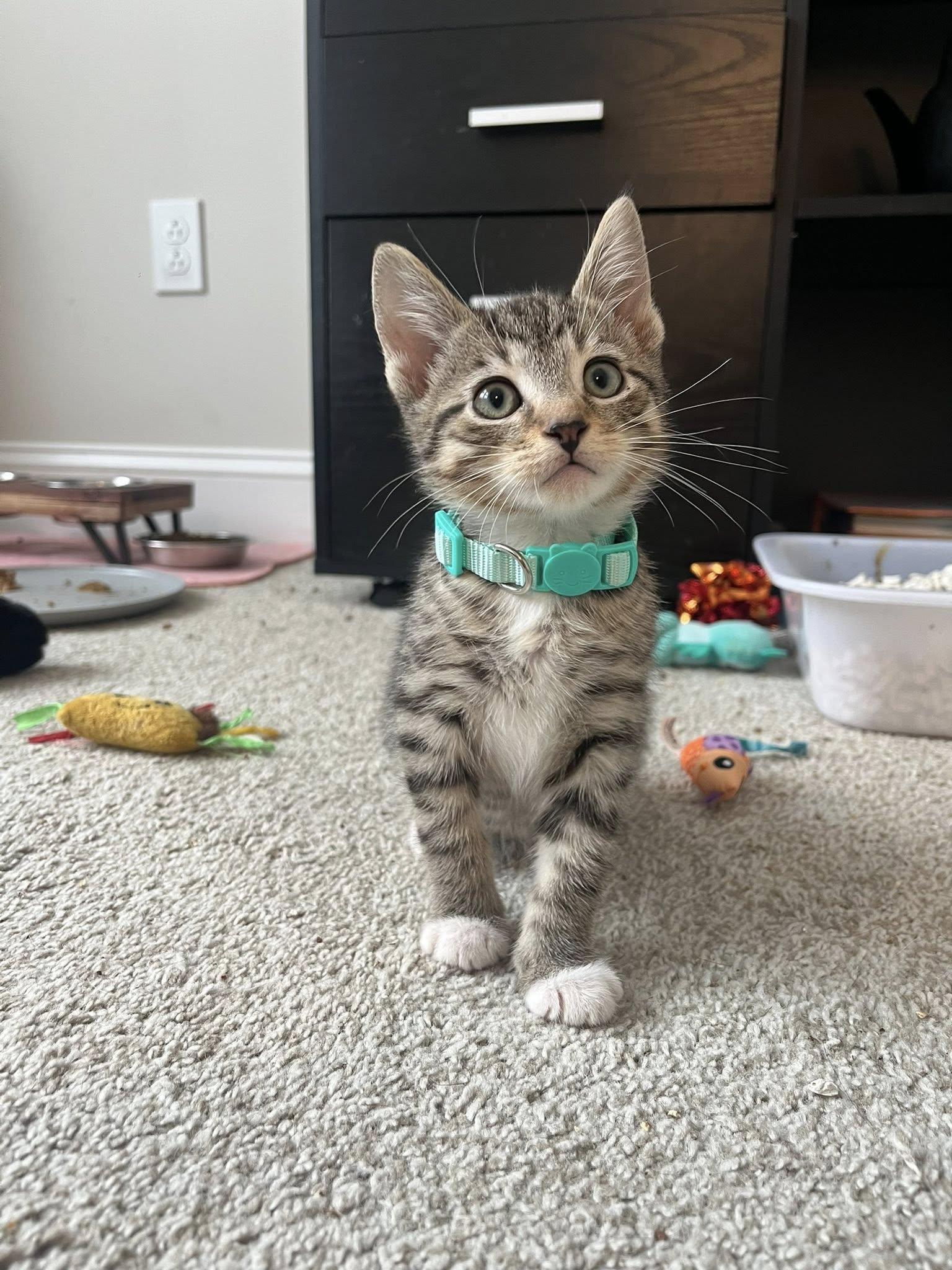 Havarti, ADOPTABLE, Kitten Male Domestic Short Hair.