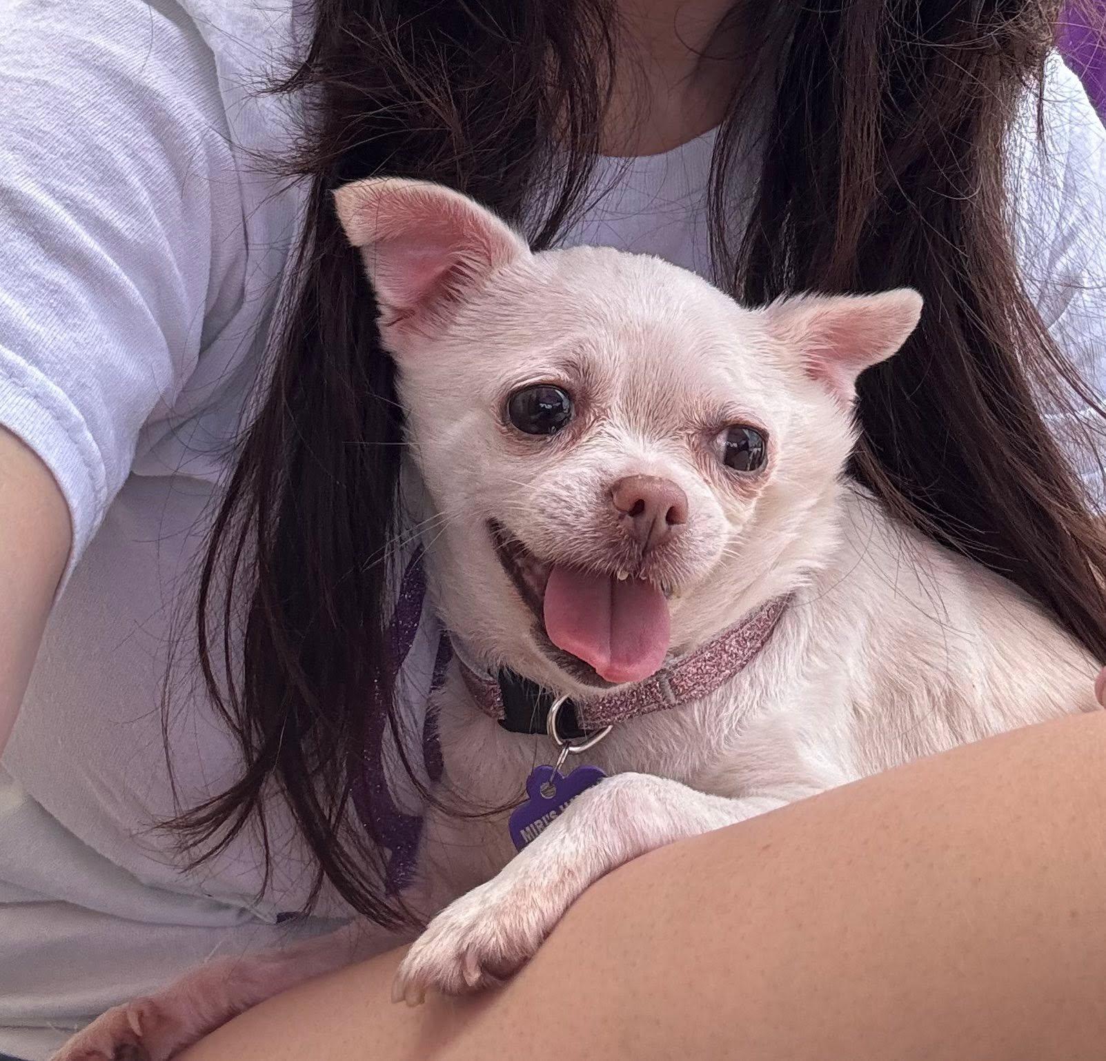 Enlarge Maude, an adopted Chihuahua in Rockville, MD image 3/6