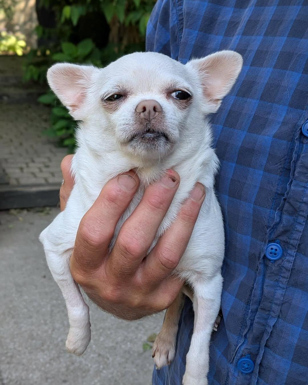 Maude, adopted, Senior Female Chihuahua.
