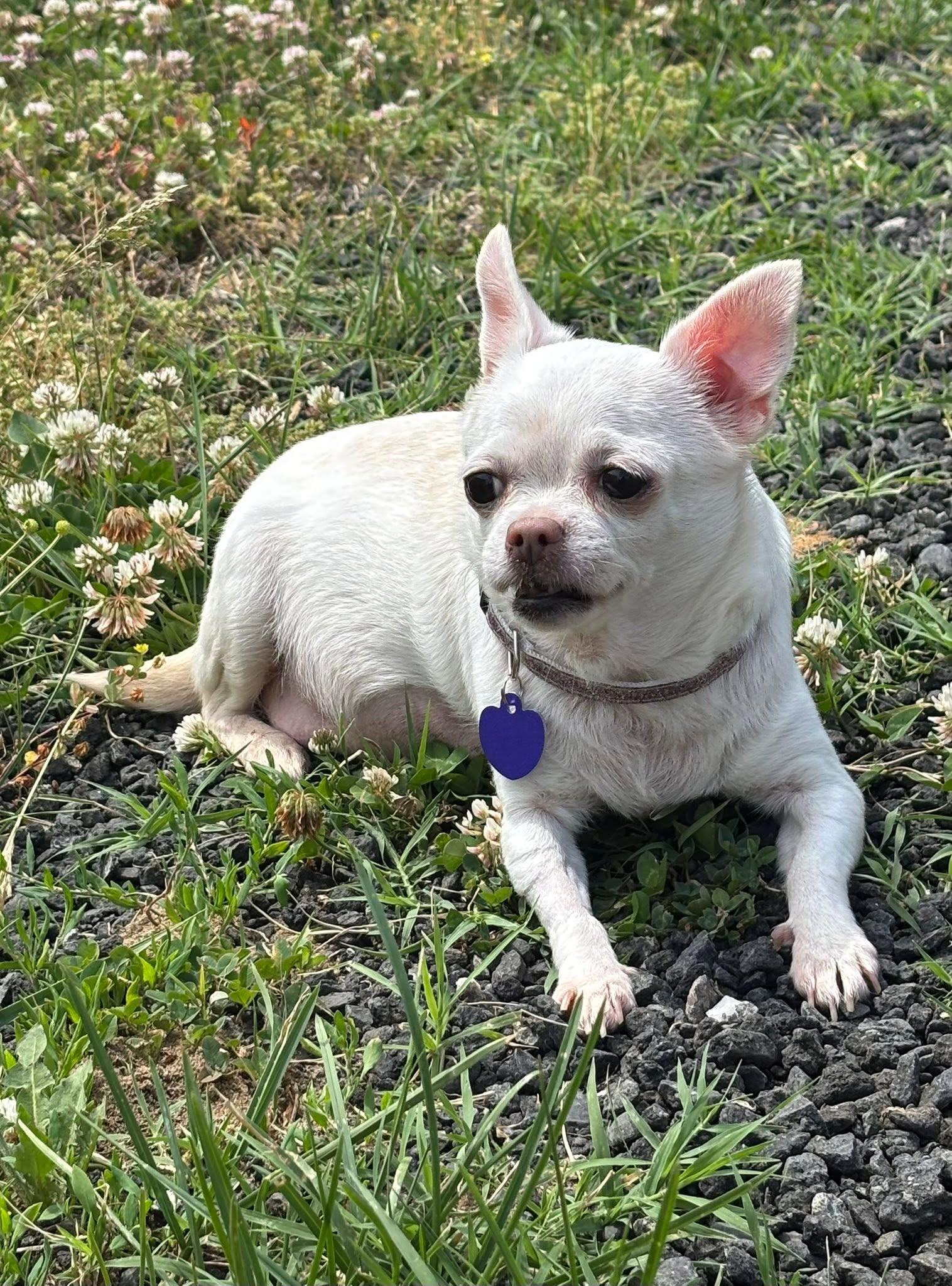 Enlarge Maude, an adopted Chihuahua in Rockville, MD image 5/6