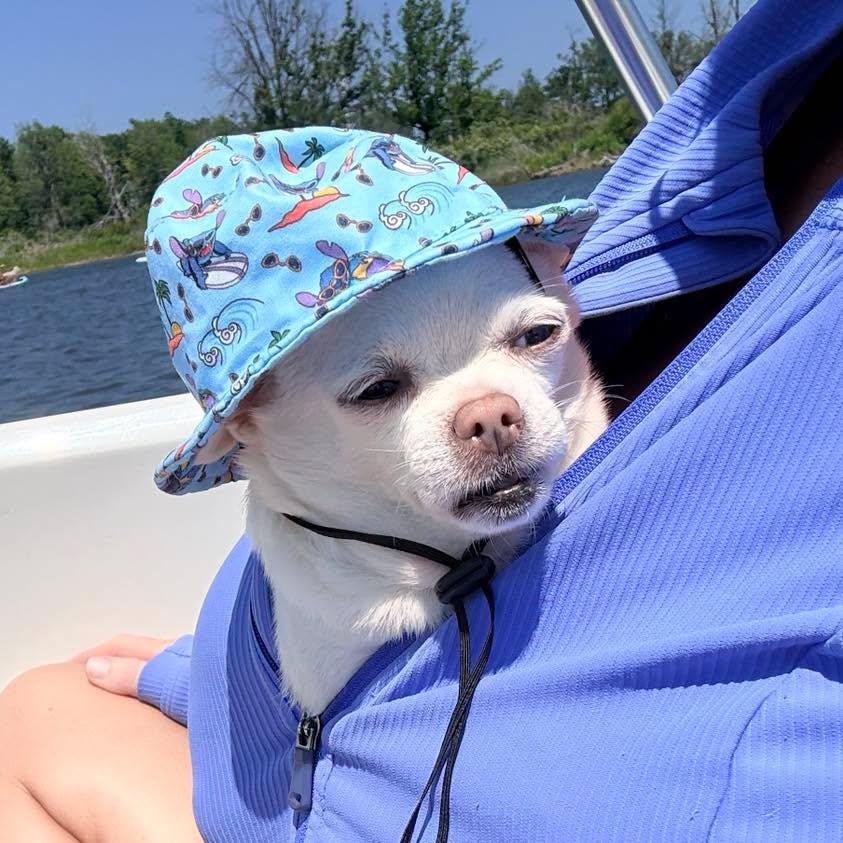 Enlarge Maude, an adopted Chihuahua in Rockville, MD image 2/6