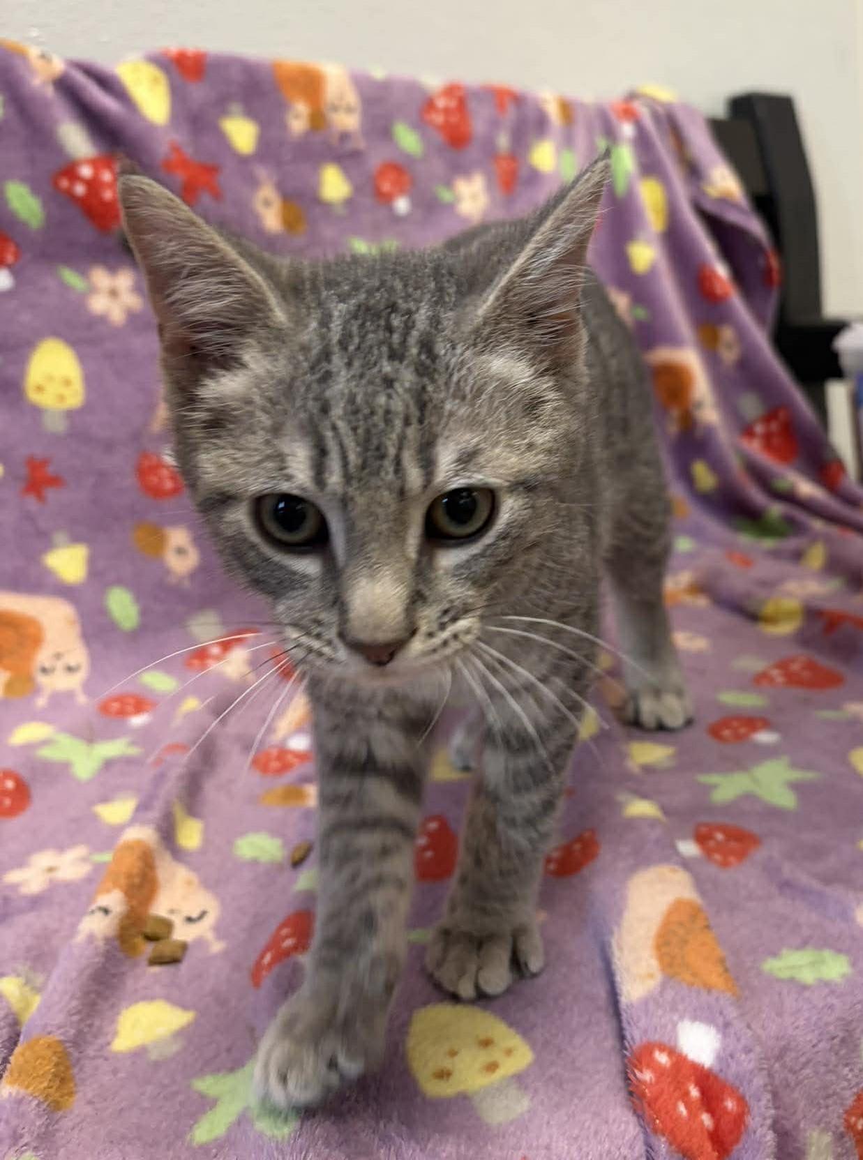 Enlarge Dirt Devil, an adopted mixed breed in Maryville, MO image 1/1