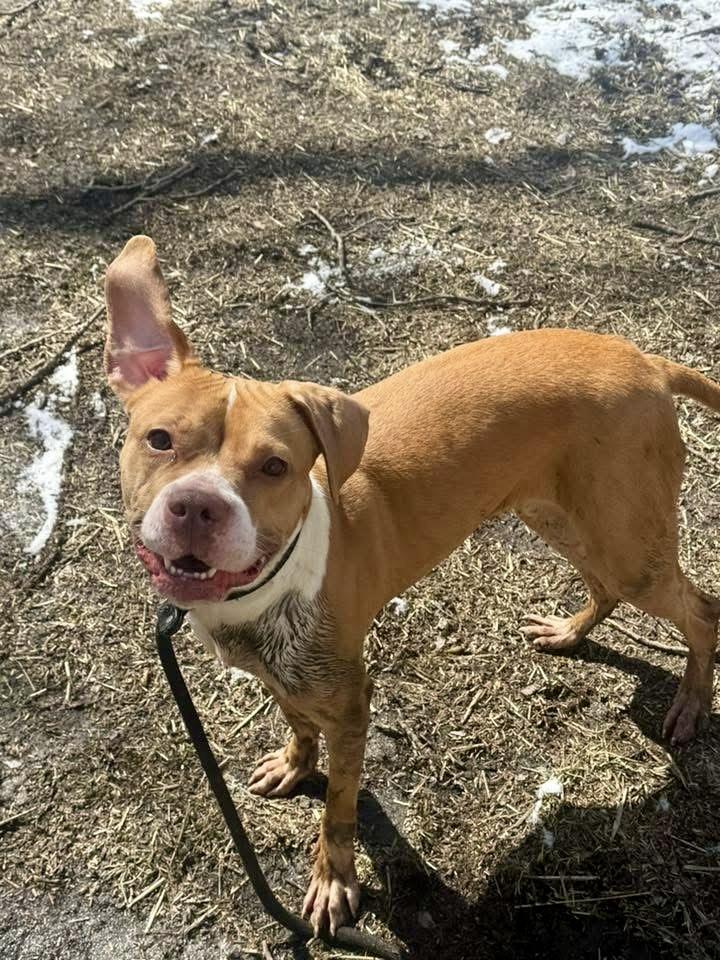 Enlarge Daisy, a ADOPTABLE Pit Bull Terrier in Chicago, IL image 2/5