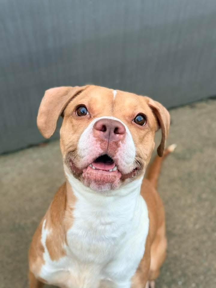 Enlarge Daisy, a ADOPTABLE Pit Bull Terrier in Chicago, IL image 1/5