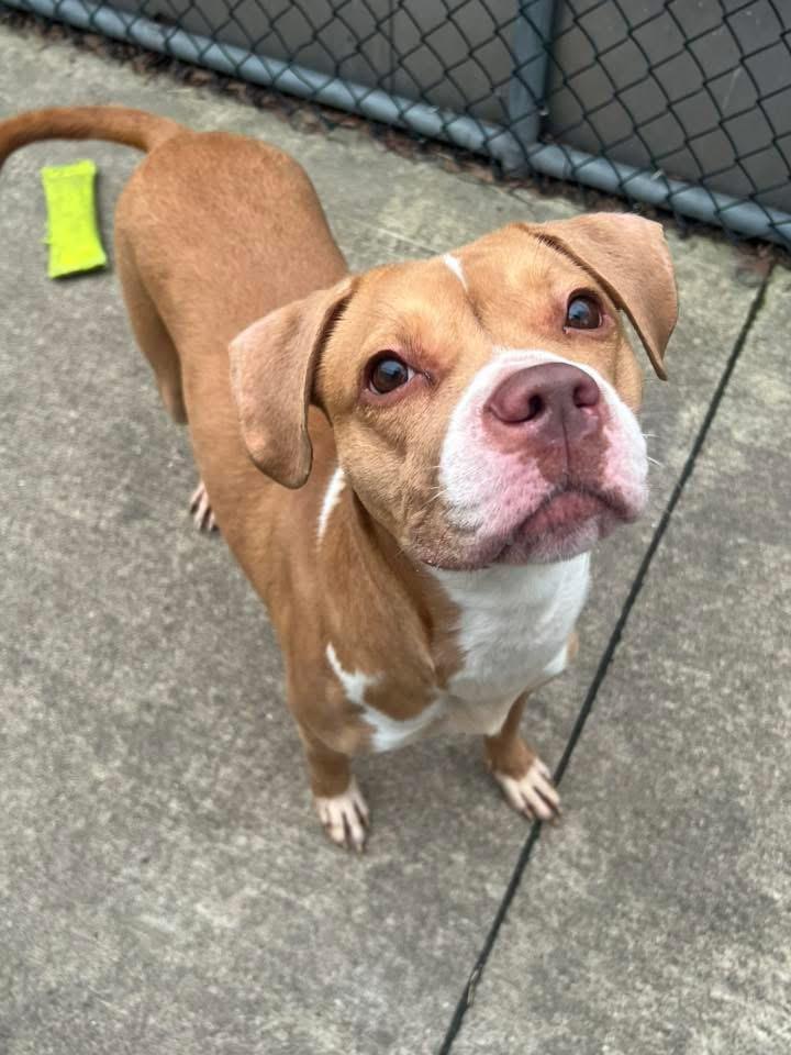Enlarge Daisy, a ADOPTABLE Pit Bull Terrier in Chicago, IL image 4/5