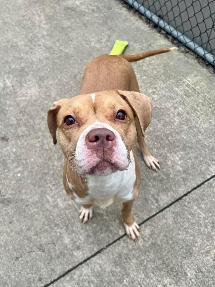 Enlarge Daisy, a ADOPTABLE Pit Bull Terrier in Chicago, IL image 3/5