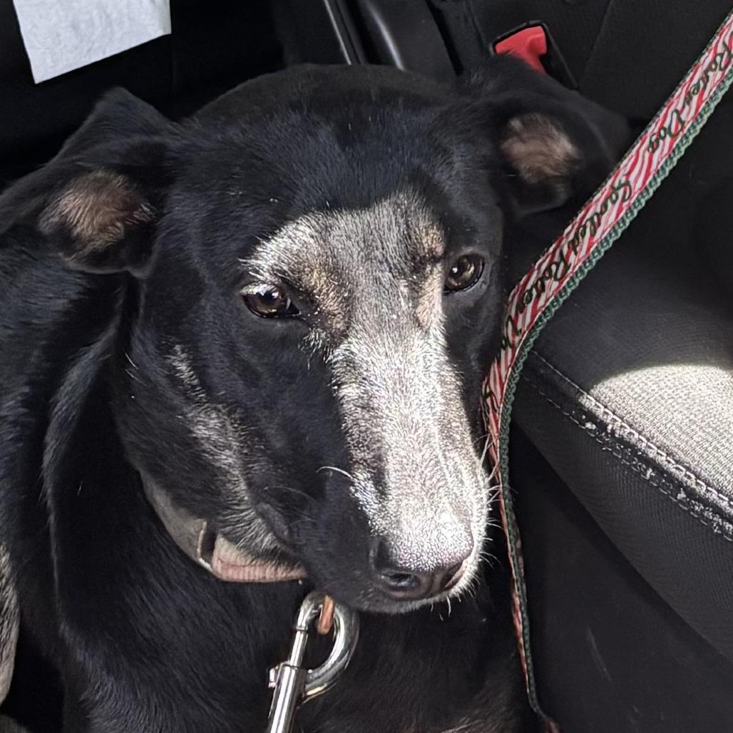 Cleo, Adoptable, Adult Female Miniature Pinscher & Shepherd.