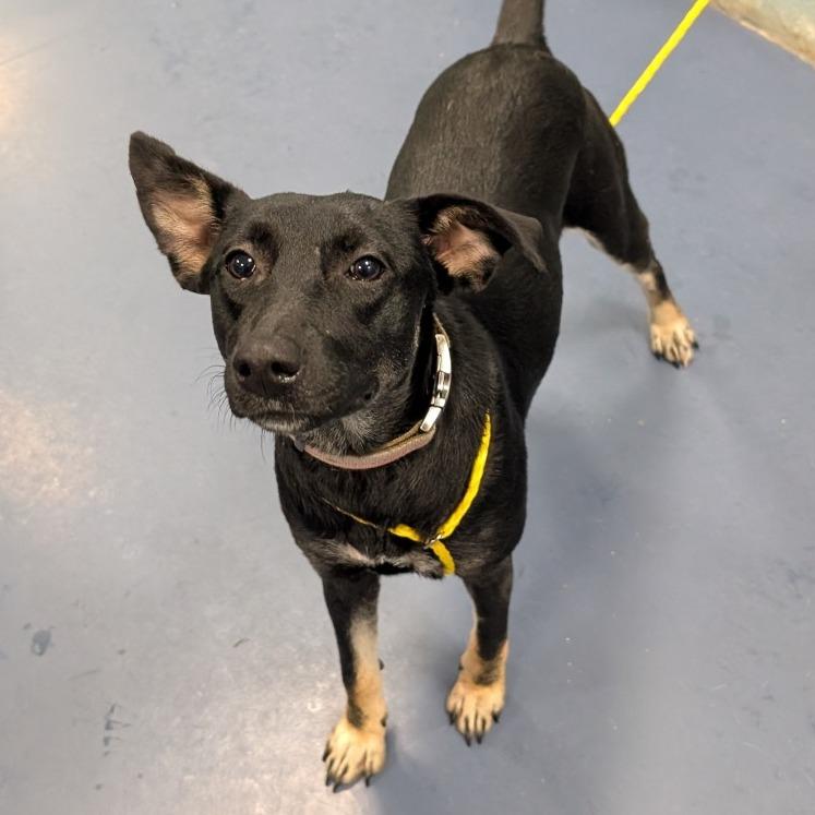 Enlarge Cleo, a Adoptable mixed breed in Greensboro, NC image 2/2