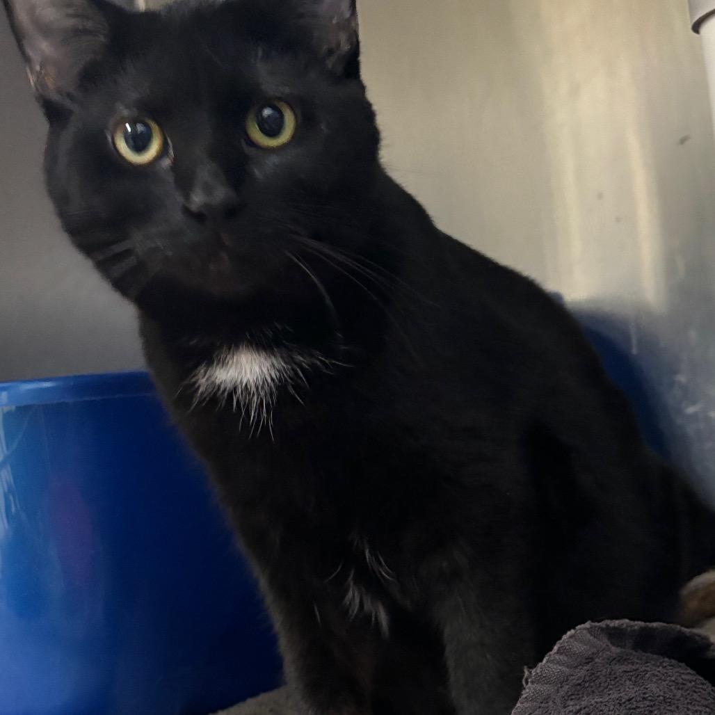 Enlarge Tippy Toes, a Adoptable Domestic Short Hair in Grand Rapids, MI image 1/4