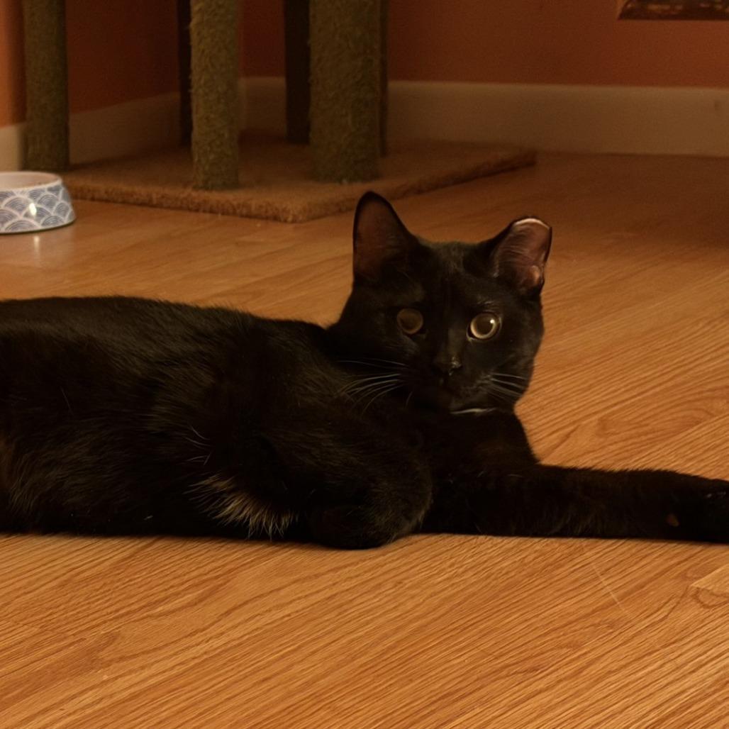 Enlarge Tippy Toes, a Adoptable Domestic Short Hair in Grand Rapids, MI image 2/4