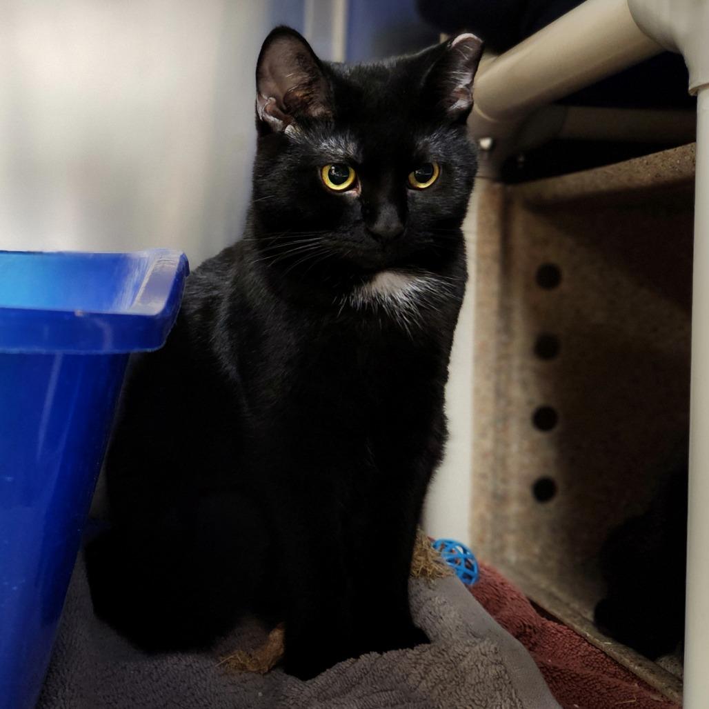 Enlarge Tippy Toes, a Adoptable Domestic Short Hair in Grand Rapids, MI image 3/4