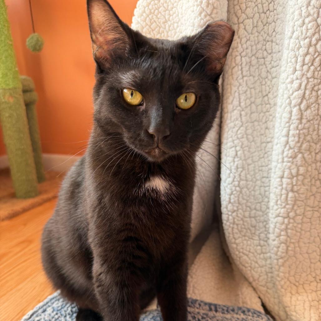 Enlarge Tippy Toes, a Adoptable Domestic Short Hair in Grand Rapids, MI image 4/4