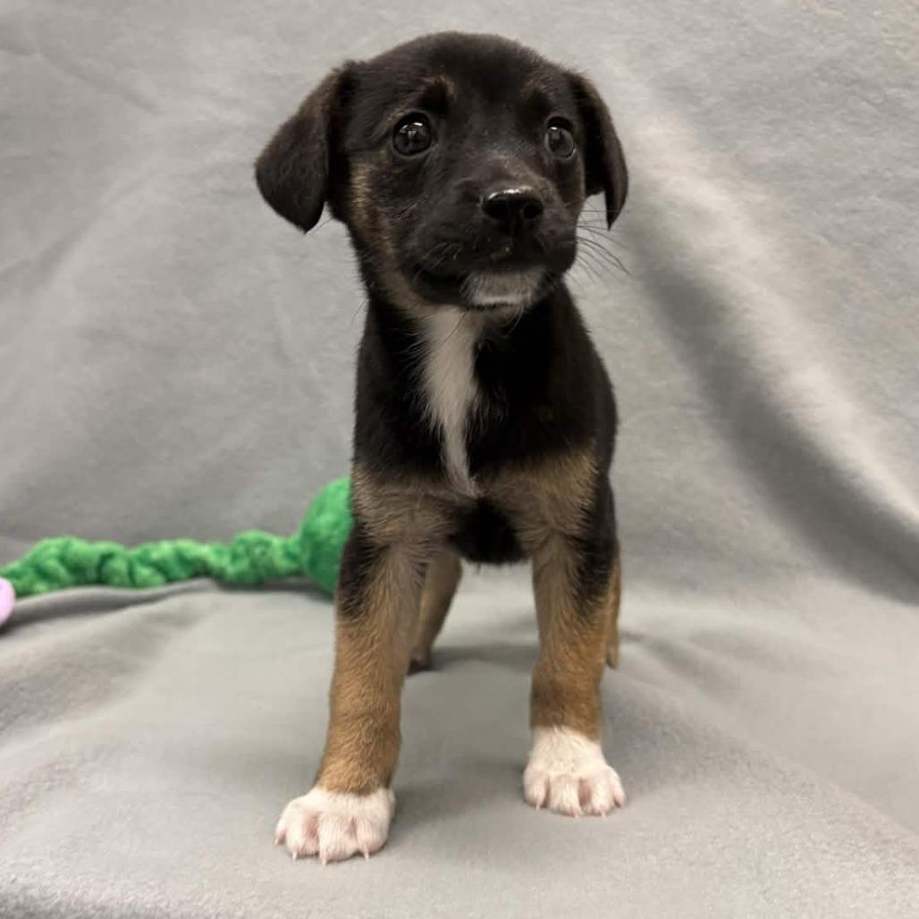 Lamara — thumbnail 2