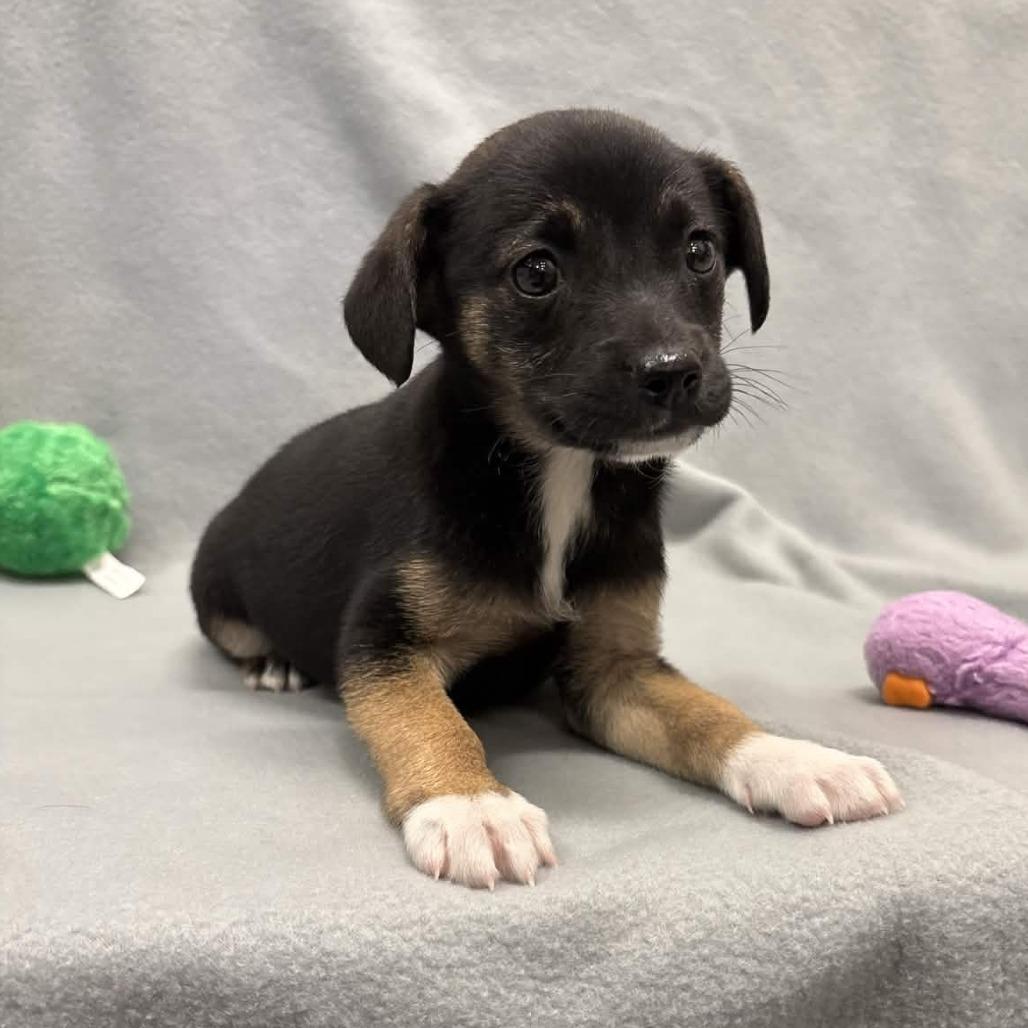 Lamara — thumbnail 3