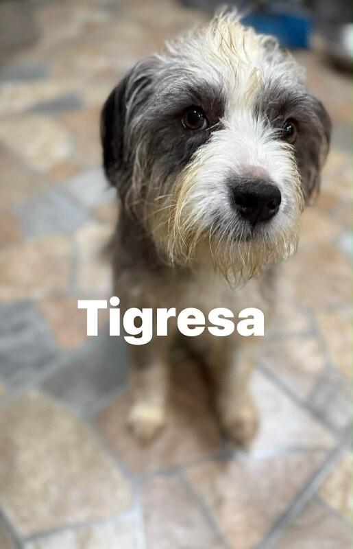 Tigresa thumbnail 2