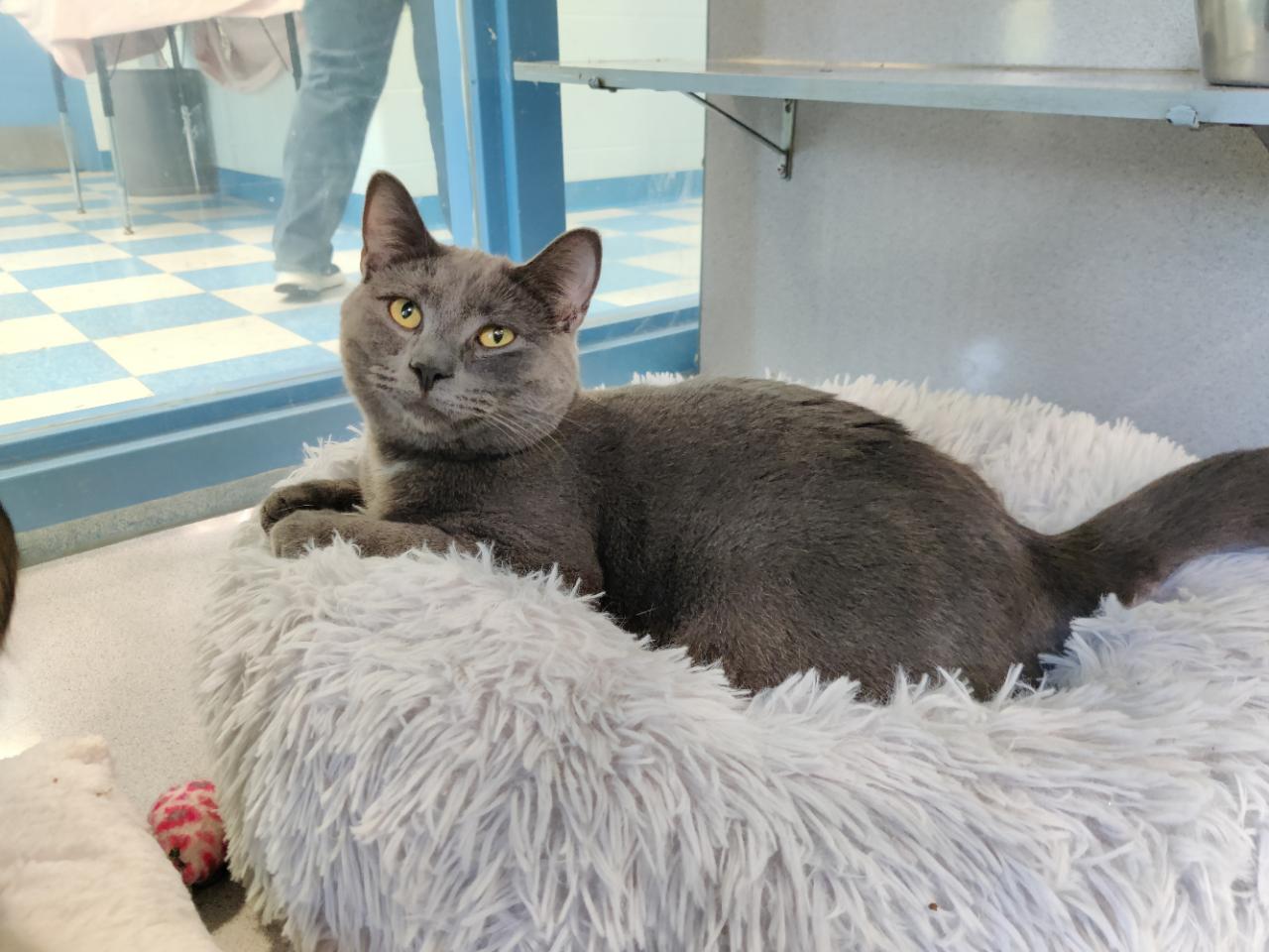 Scar, Young Female Domestic Short Hair